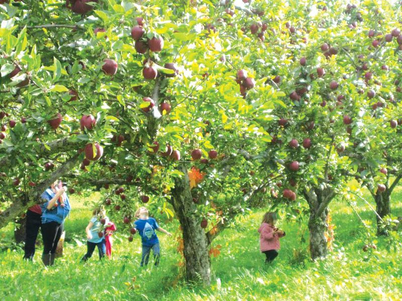 Maine Apple Sunday