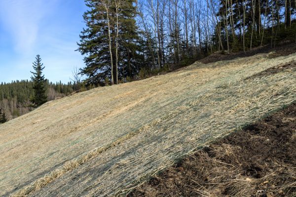 A grassy hillside with trees in the background on a sunny day.