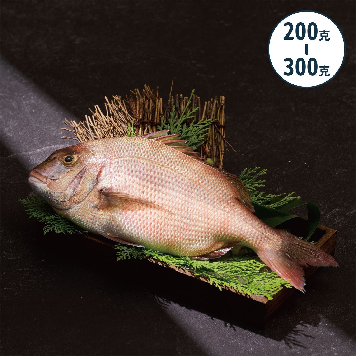 【漁仁】宜蘭-活水養殖嘉鱲200/300