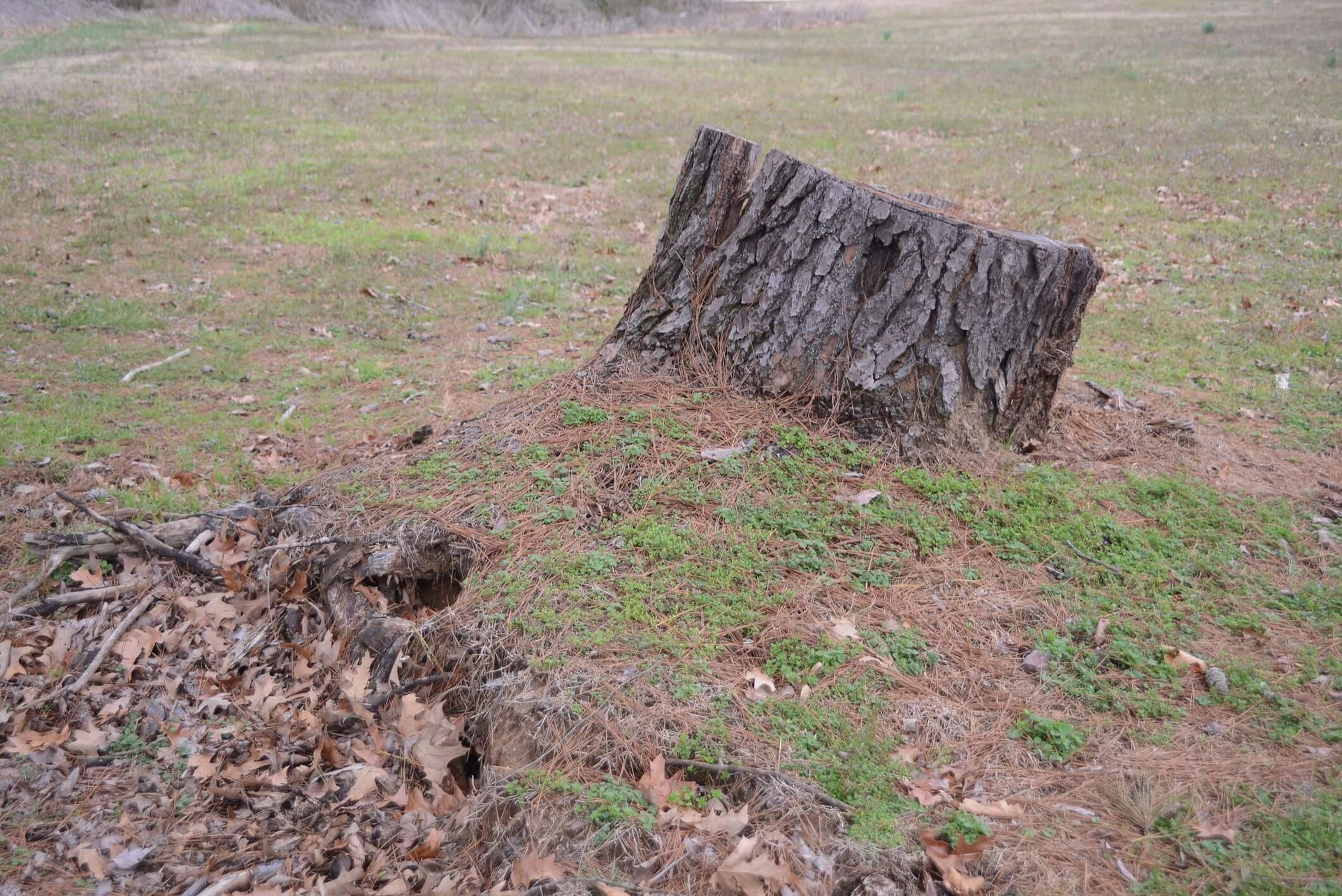 SYS Enterprises team using specialized equipment to remove a palm tree stump in Charlestown, Indiana