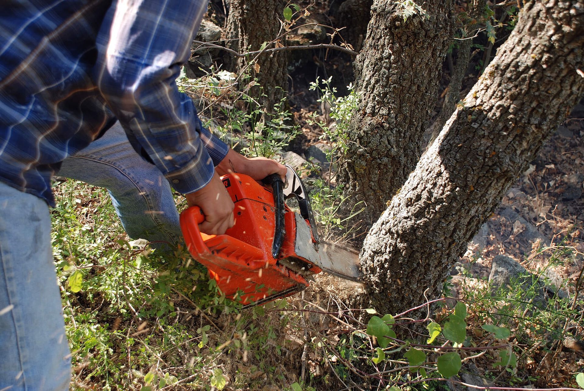 SYS Enterprises discussing the ideal seasons for tree removal in Charlestown, Indiana.