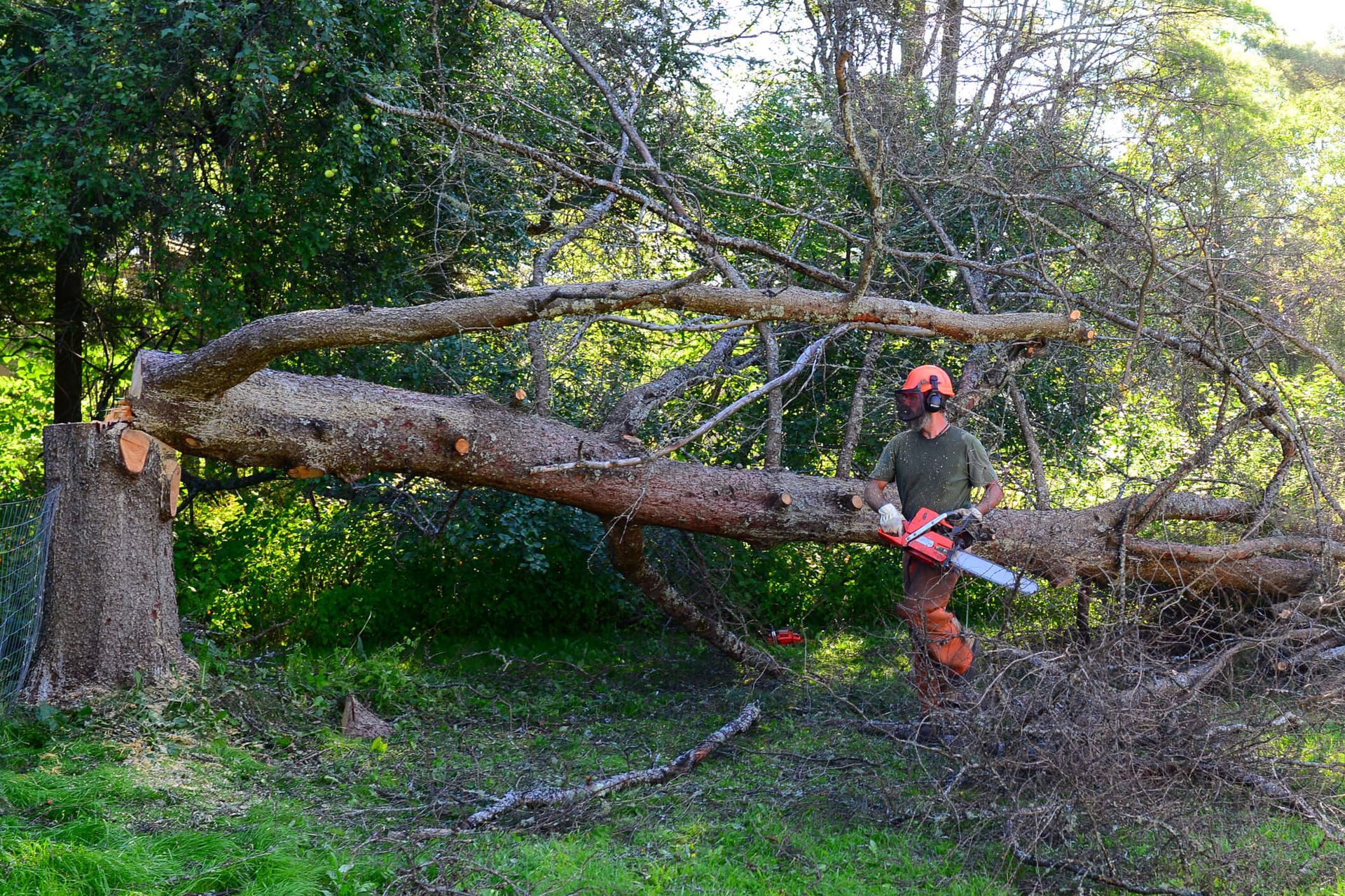 SYS Enterprises advising on the best time for tree removal in Charlestown, Indiana, focusing on winter and early spring for minimal disruption to surrounding plants.