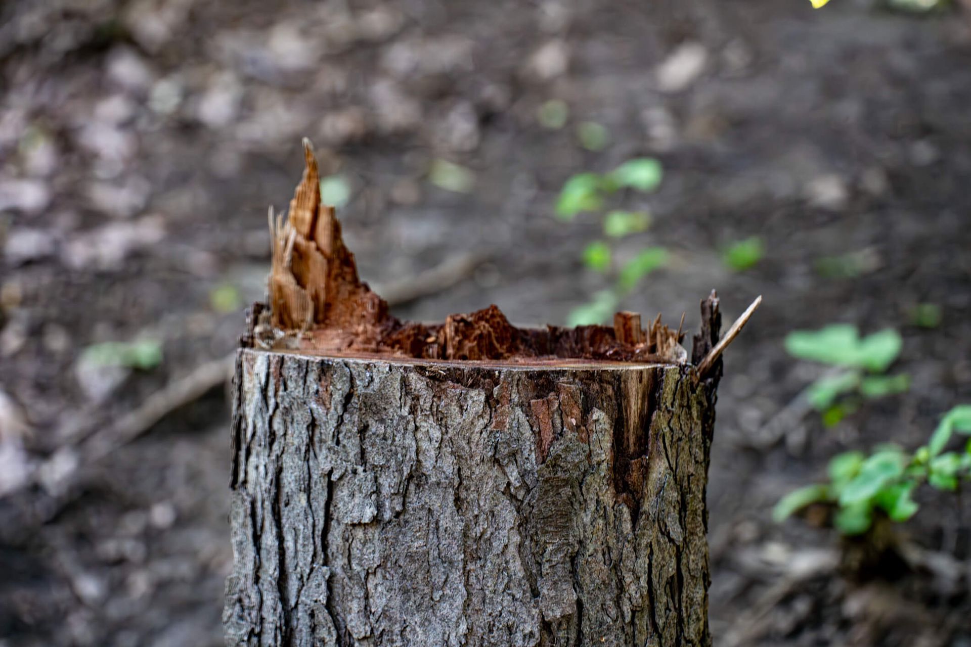 SYS Enterprises offering guidance on tree cutting down permit in Charlestown, Indiana.