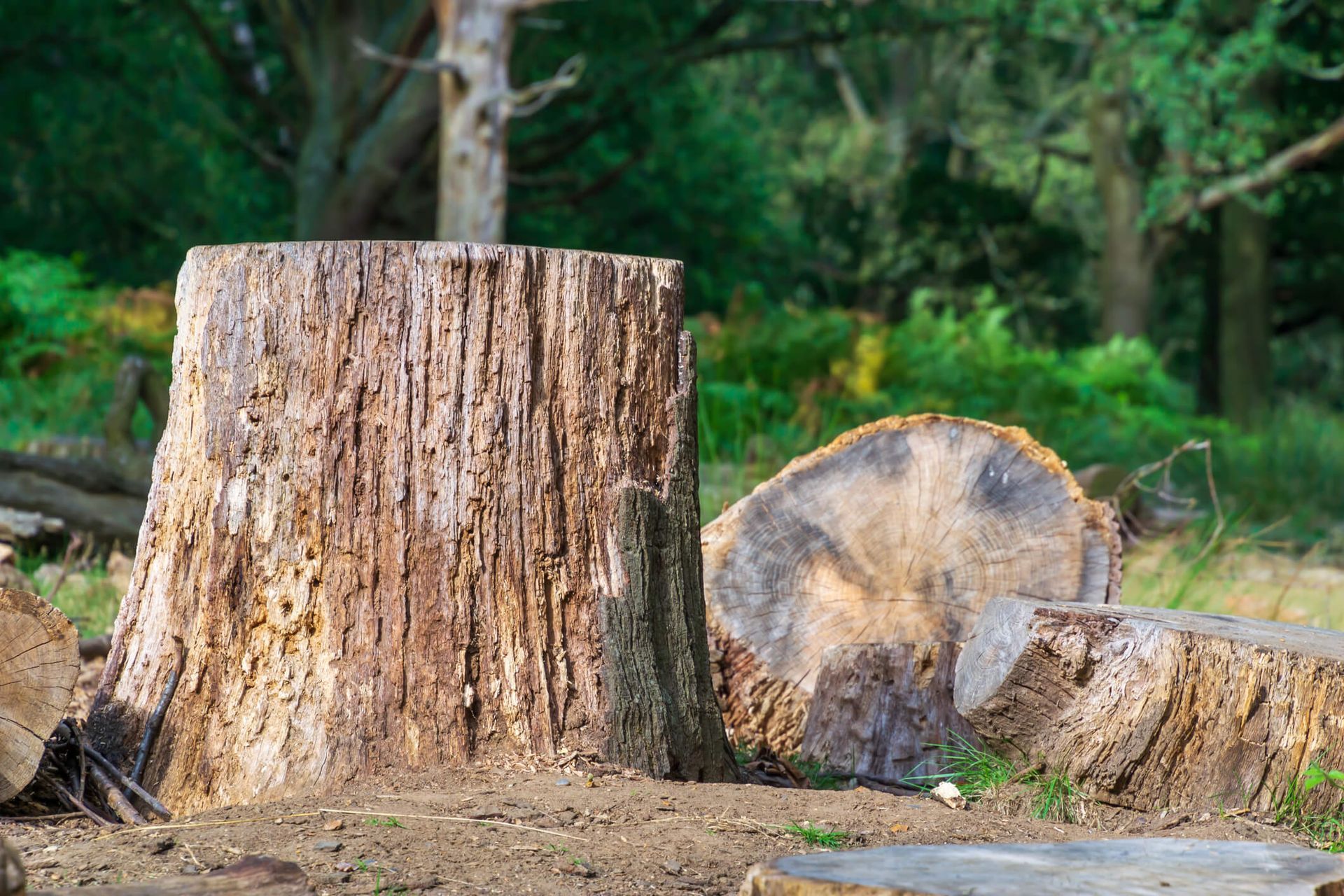 Stump grinding machine removing a tree stump to reduce environmental impact and improve soil health 