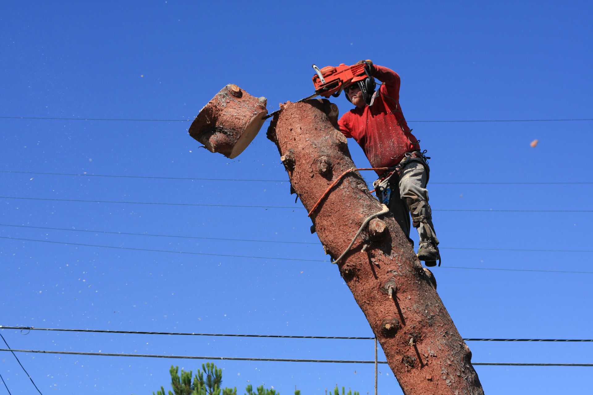 SYS Enterprises team cutting down a tree in Charlestown, Indiana, showing the process.