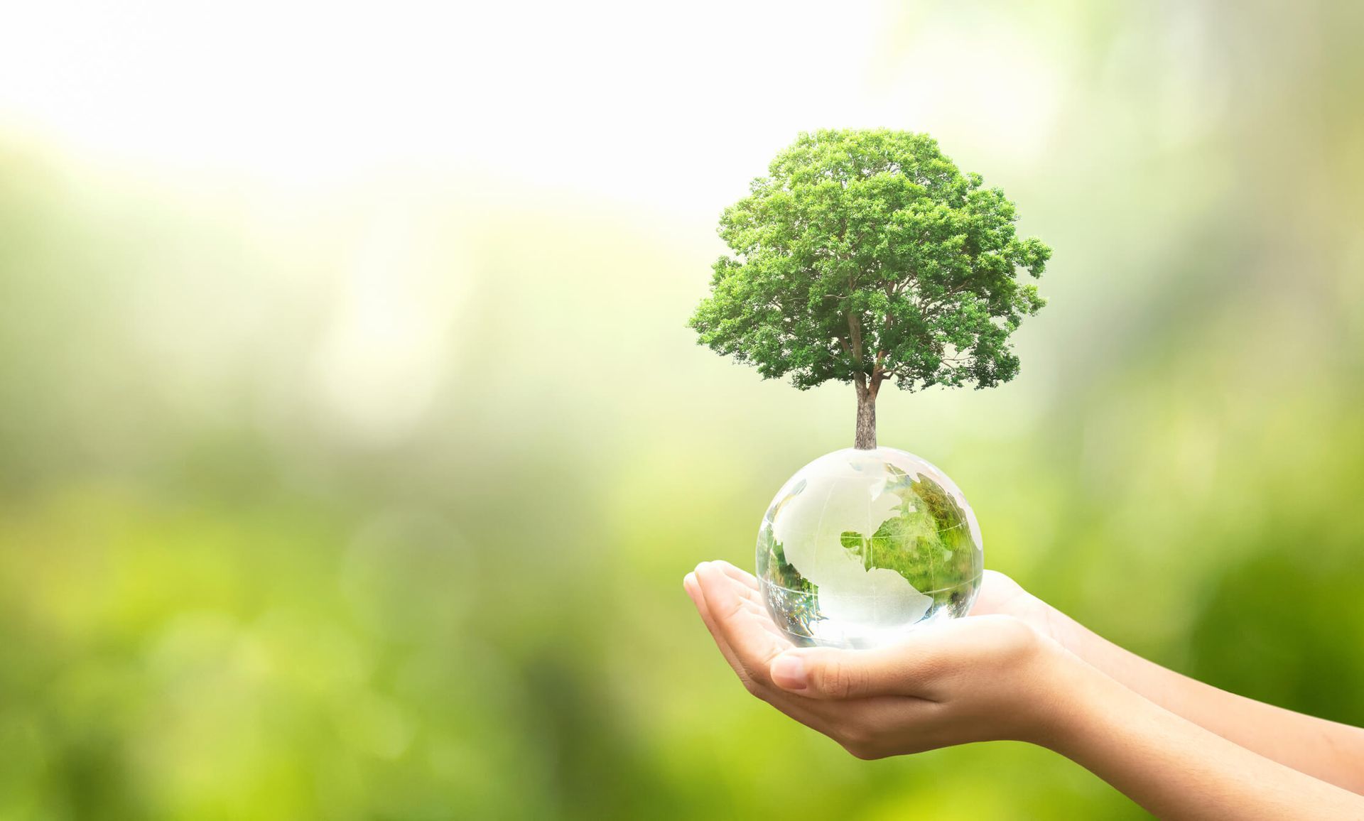 SYS Enterprises Expert Tree Care and Maintenance Services to Prevent Property Damage in Charlestown IN SYS Enterprises tree care services in Charlestown, IN, preventing property damage through expert tree maintenance.