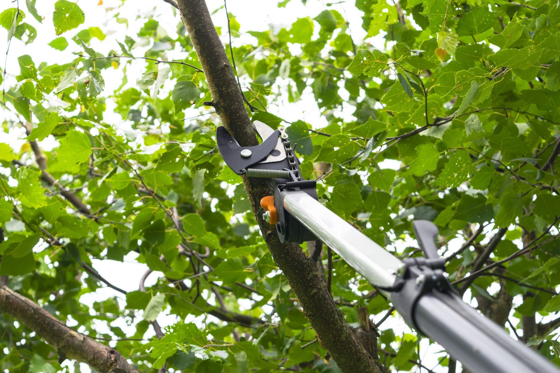 Professional tree care and maintenance services by SYS Enterprises in Charlestown IN, preventing pro
