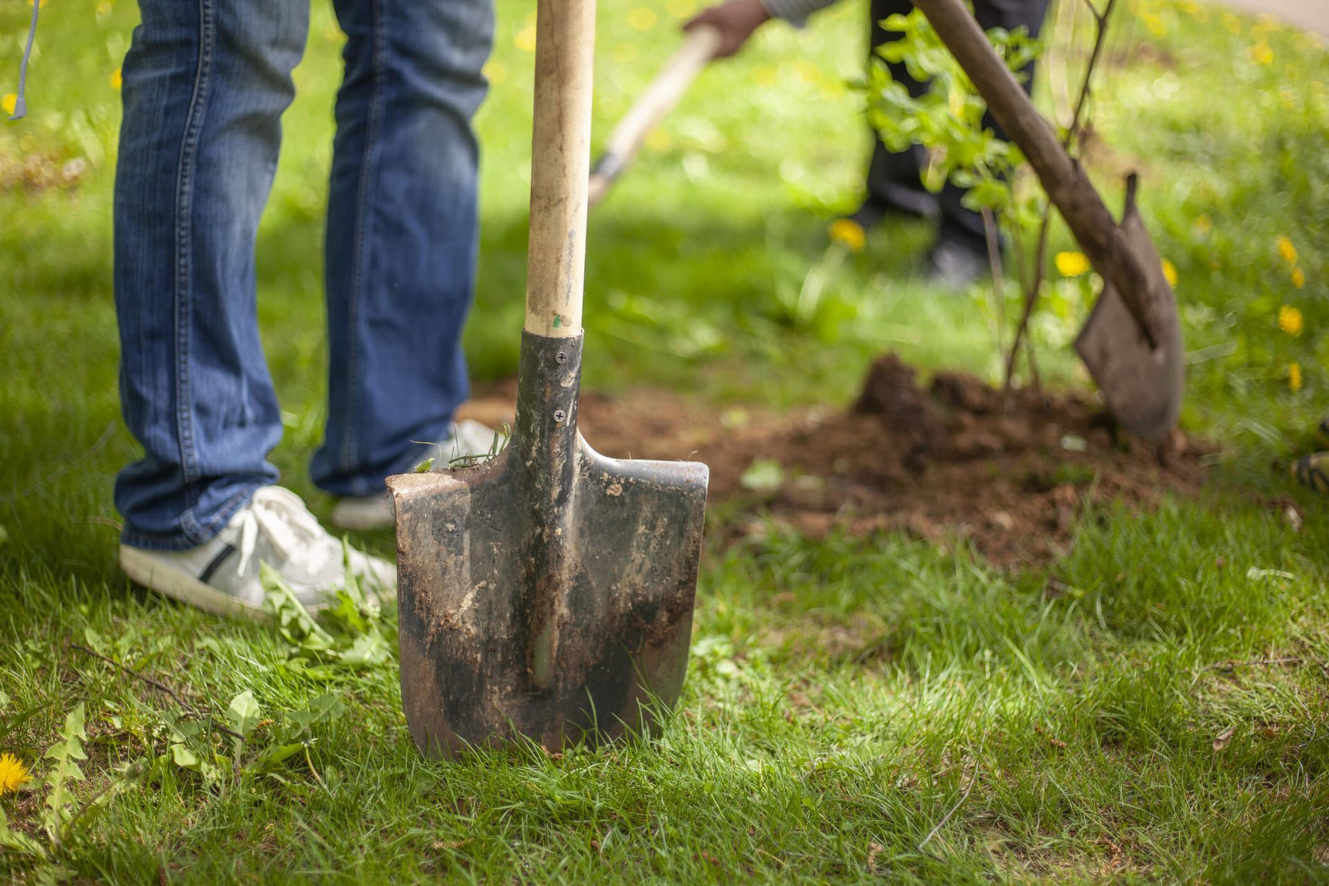 SYS Enterprises in Charlestown, Indiana offers tips on when to plant after stump grinding for health