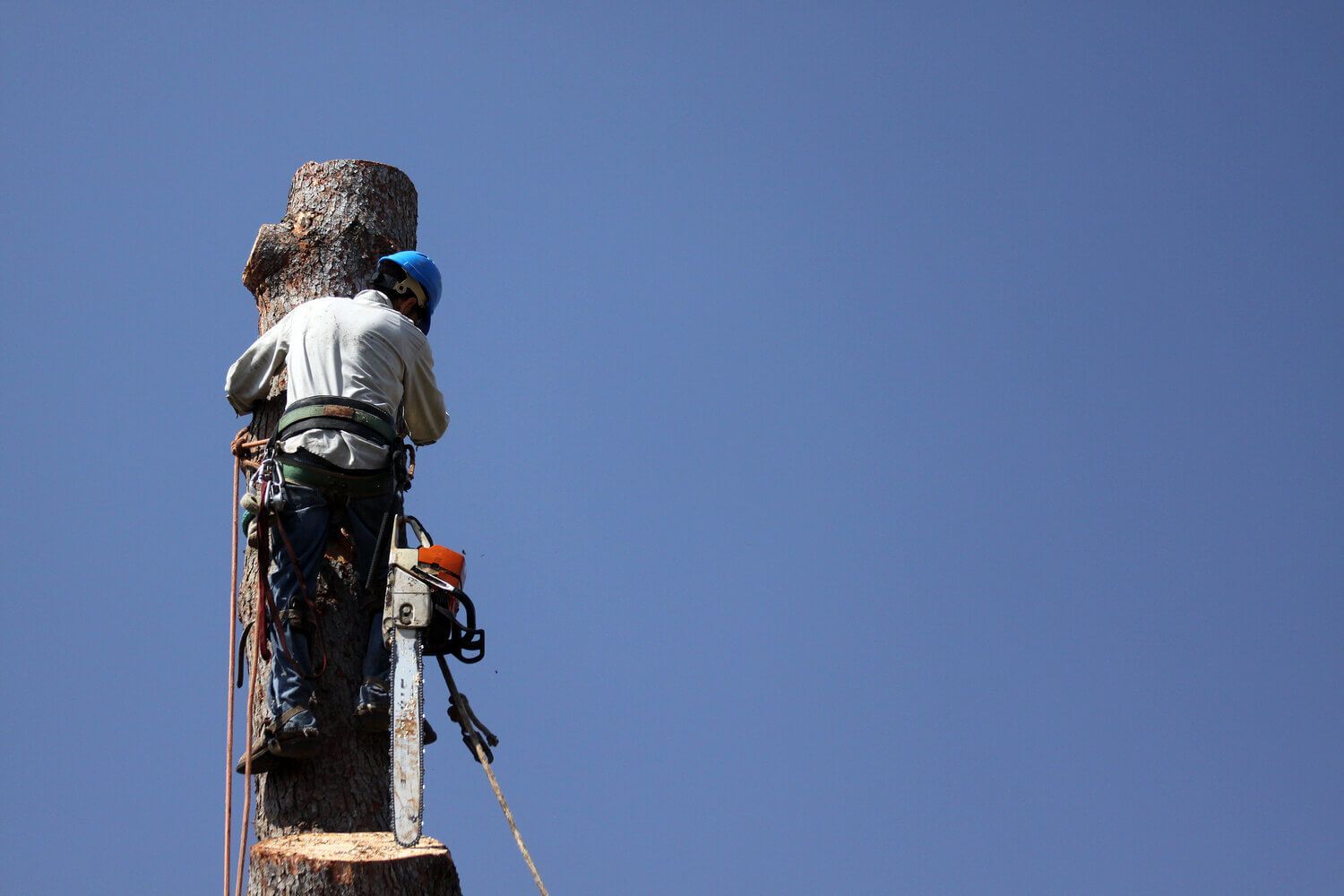 SYS Enterprises offering guidance on how to cut down a tree in a proper way in Charlestown, Indiana.