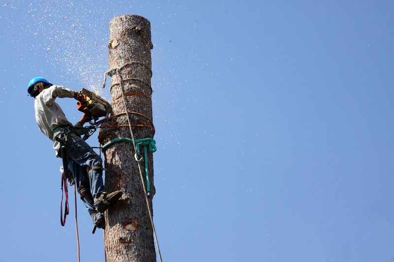 SYS Enterprises cutting down a tree in Charlestown, Indiana.