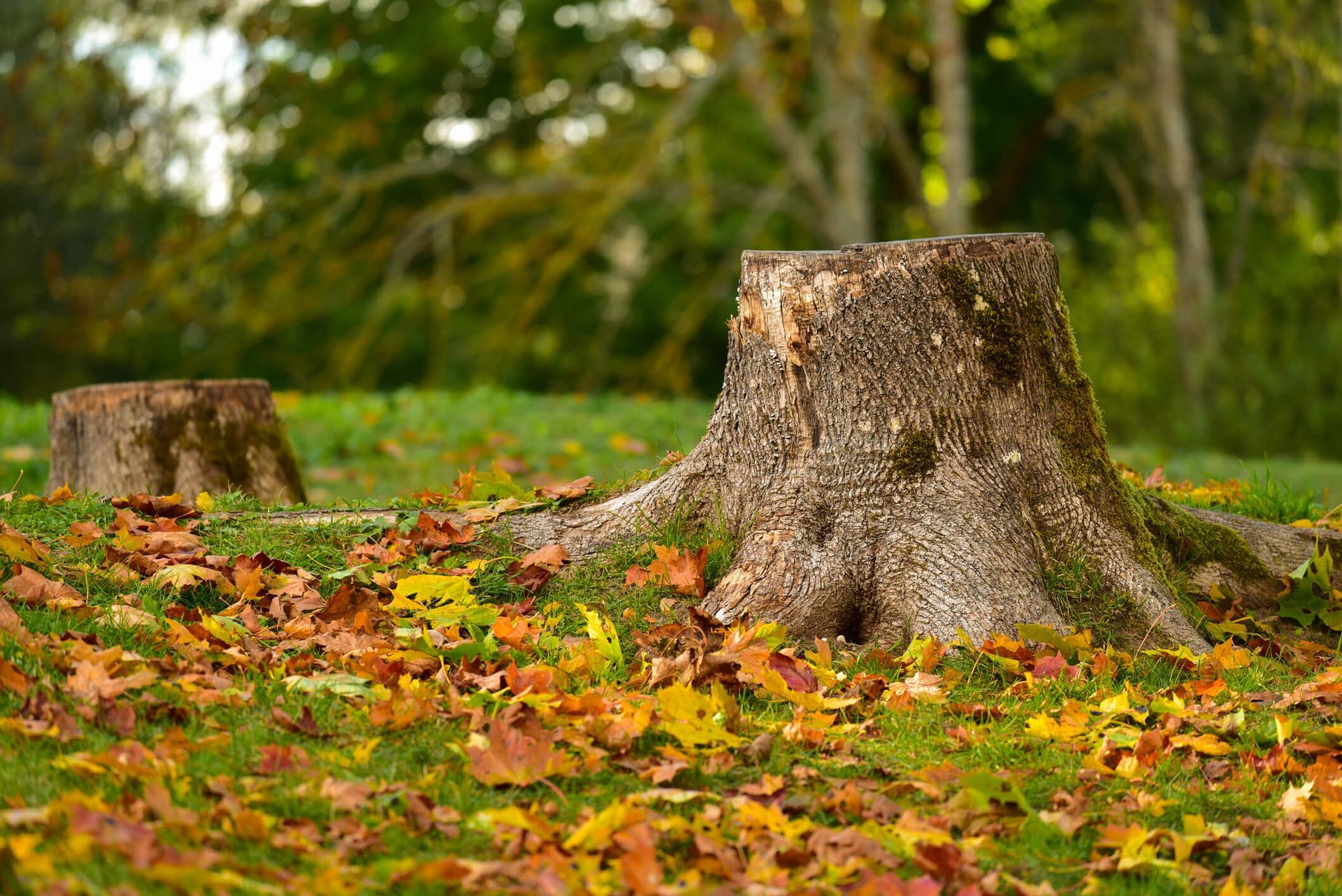 An informative guide on how to decide whether to grind or remove a tree stump, provided by SYS Enterprises in Charlestown, Indiana, offering expert tree stump removal services.