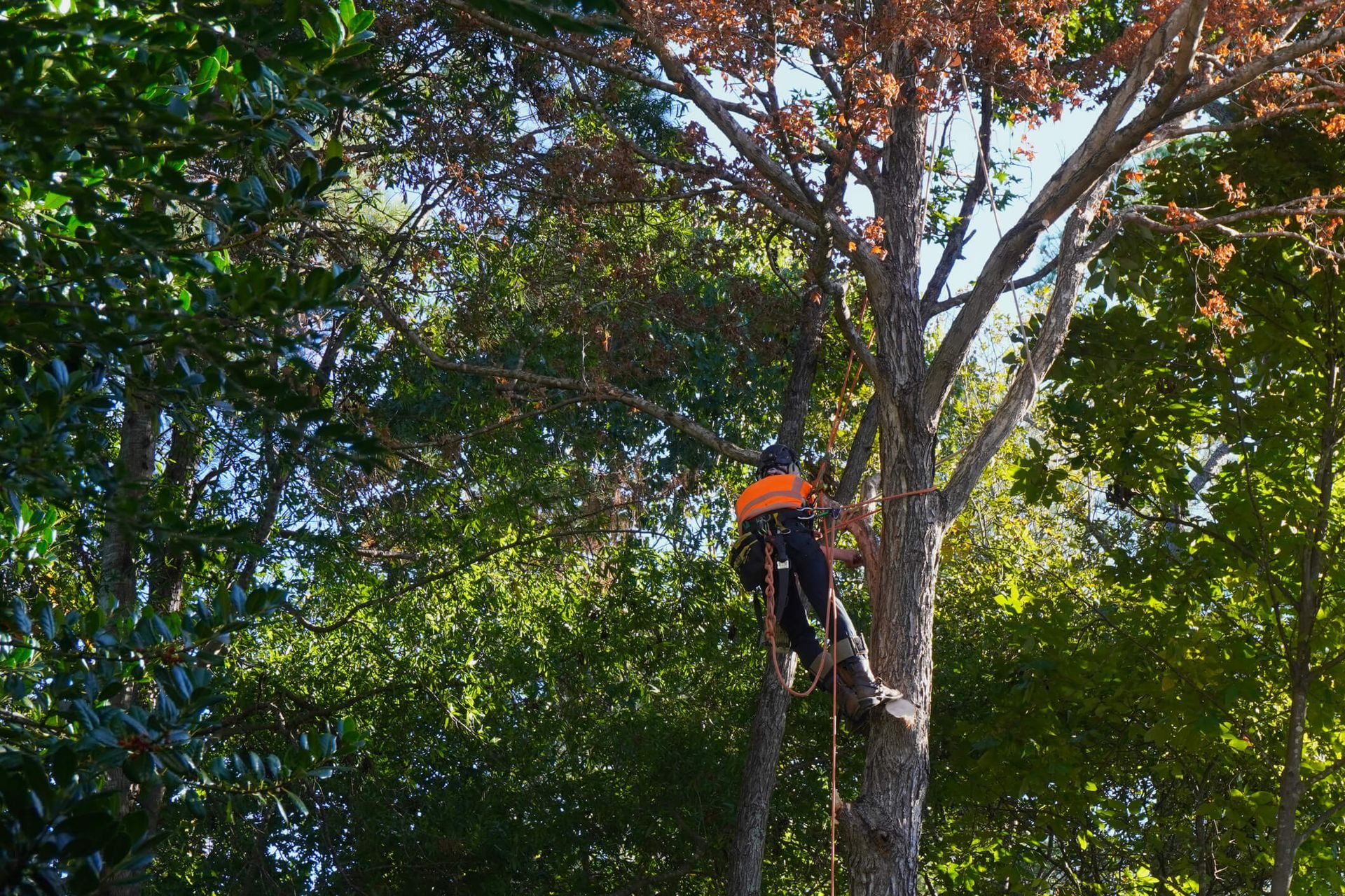 Discover how SYS Enterprises in Charlestown, IN identifies and removes hazardous trees to protect your home and property Leaning tree with visible root decay marked for emergency removal by SYS Enterprises in Charlestown, IN.