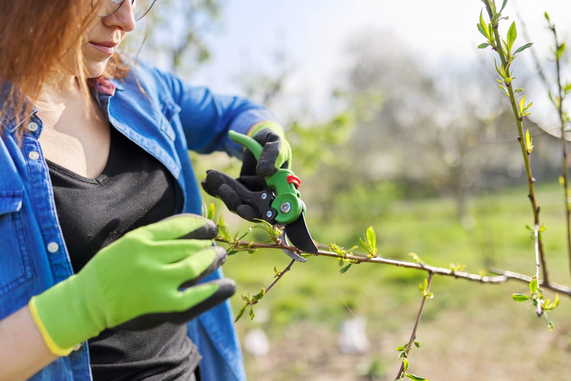 SYS Enterprises guides you through effective peach tree pruning techniques to promote healthy growth