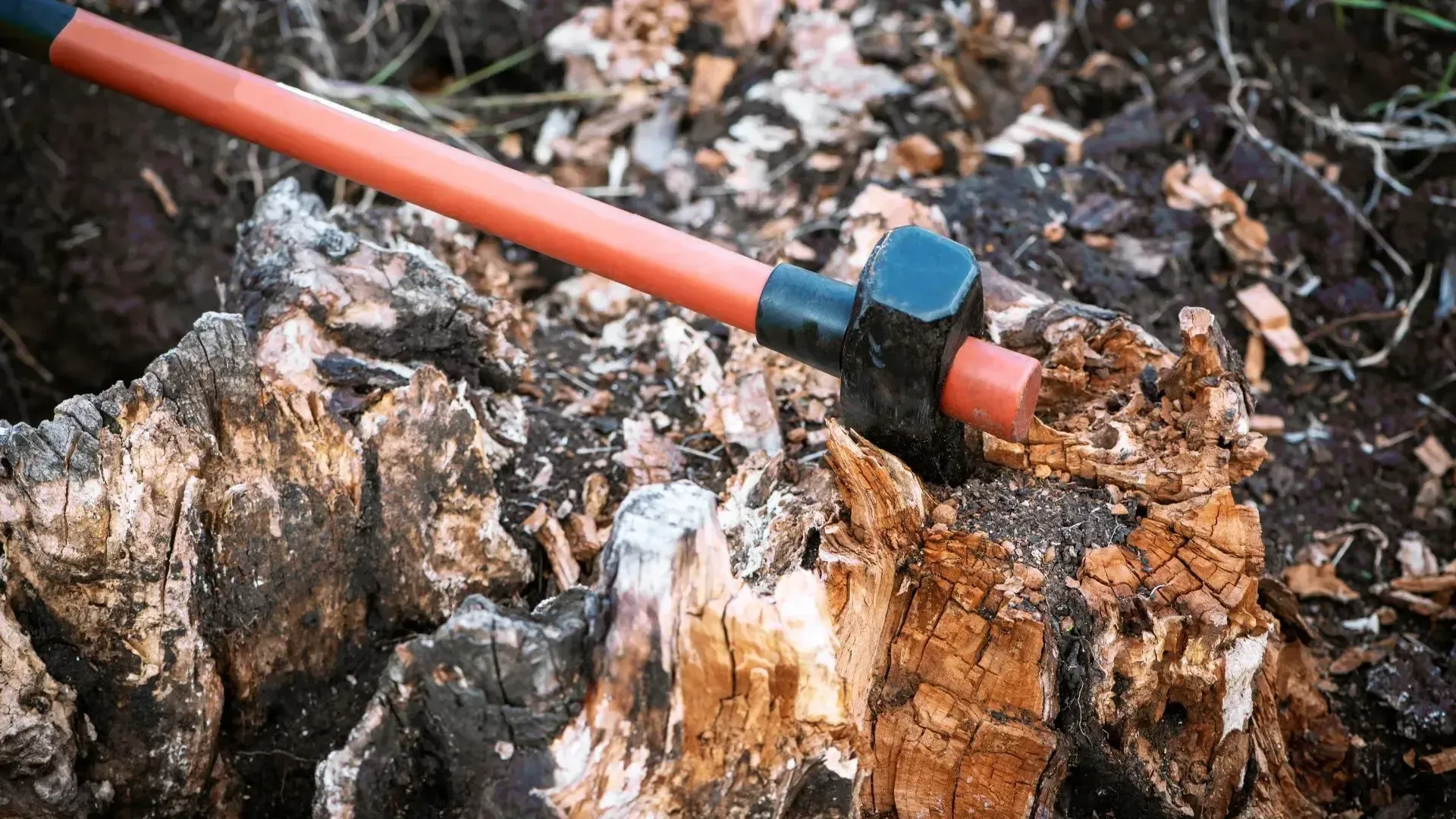 How to Remove a Tree Stump