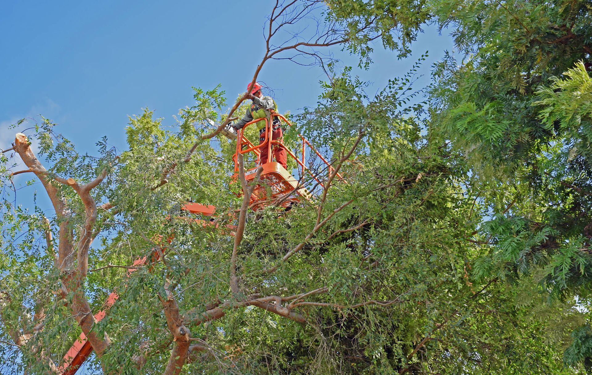 “Maple tree pruning by SYS Enterprises in Charlestown, Indiana using proper tools and techniques.