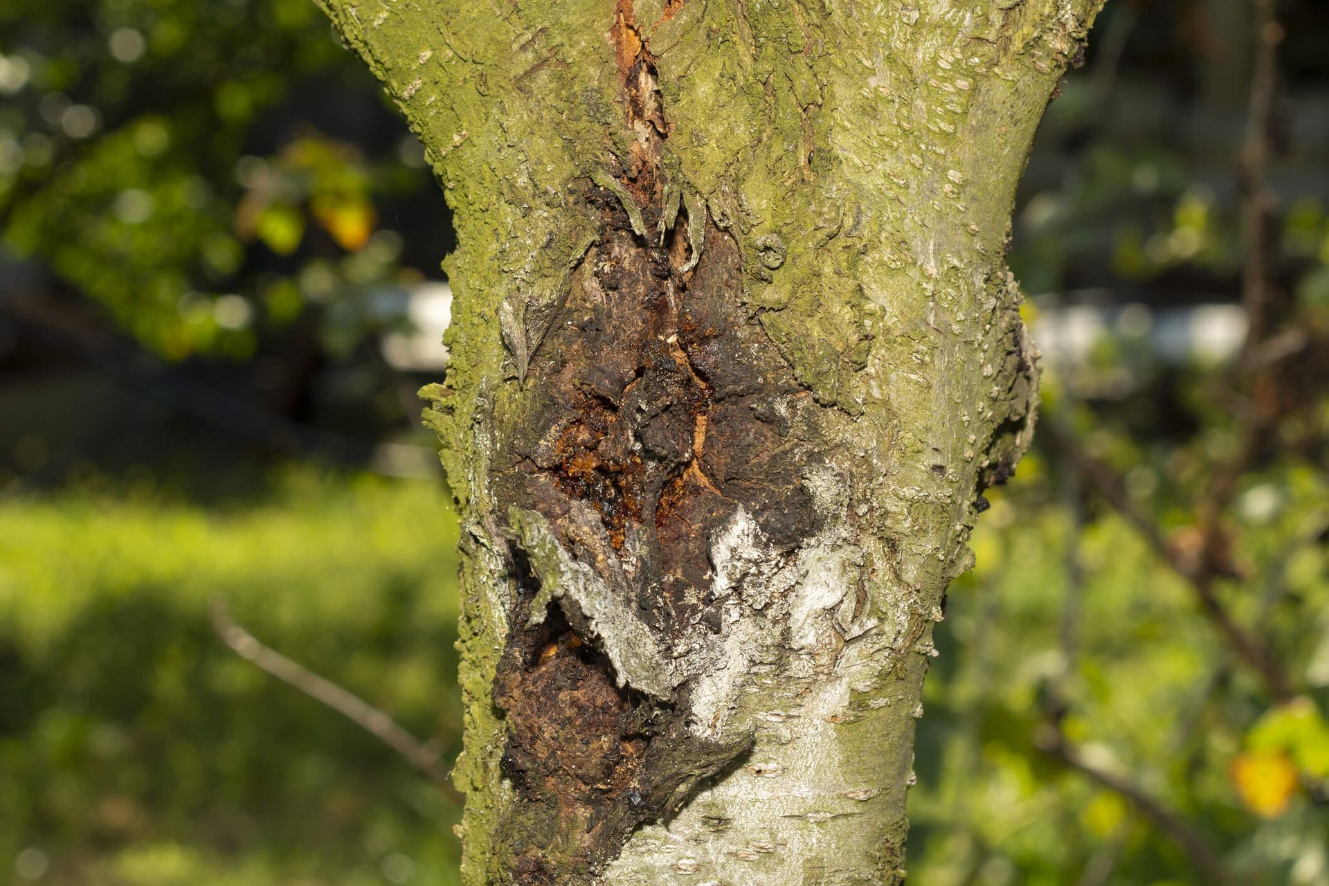 Tree affected by common diseases with visible leaf spots and cankers, managed by SYS Enterprises in 