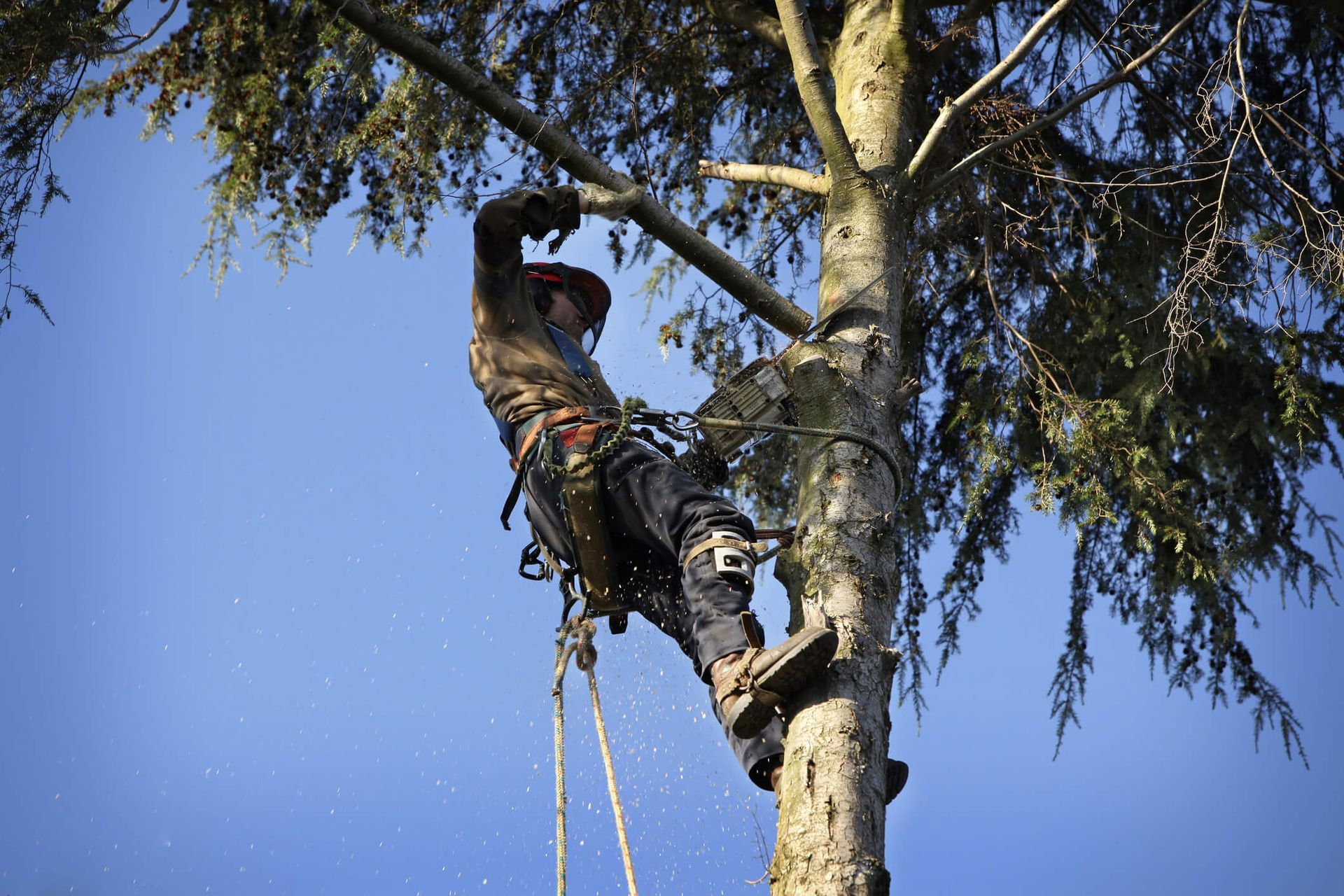Never Do This When Cutting Down a Tree
