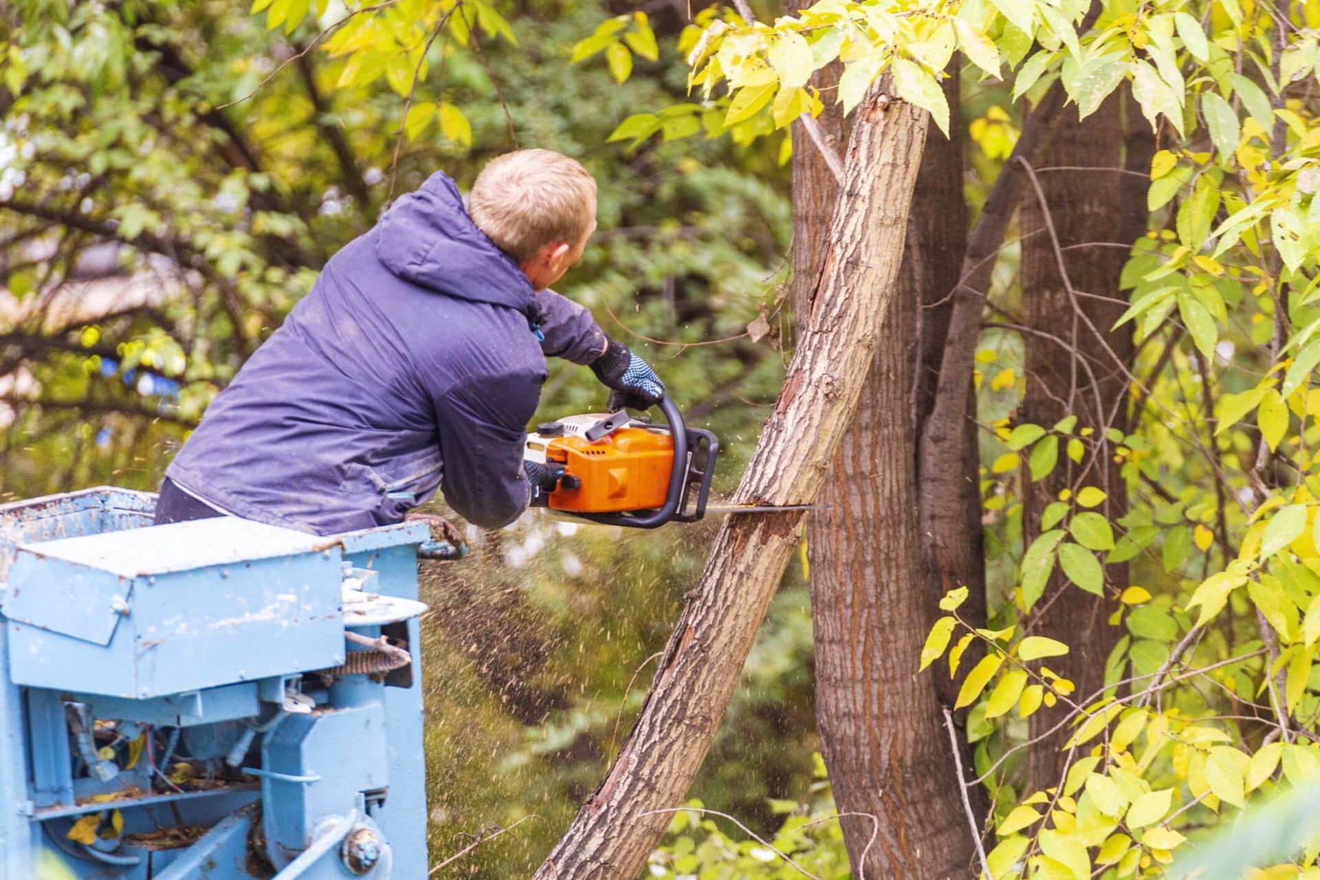 SYS Enterprises demonstrating pruning techniques and tools in Charlestown, Indiana, with a focus on proper equipment for precise and healthy cuts.