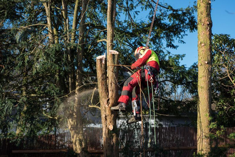 SYS Enterprises performing emergency tree removal in Charlestown, Indiana, to address fallen or damaged trees posing immediate risks to homes and landscapes.