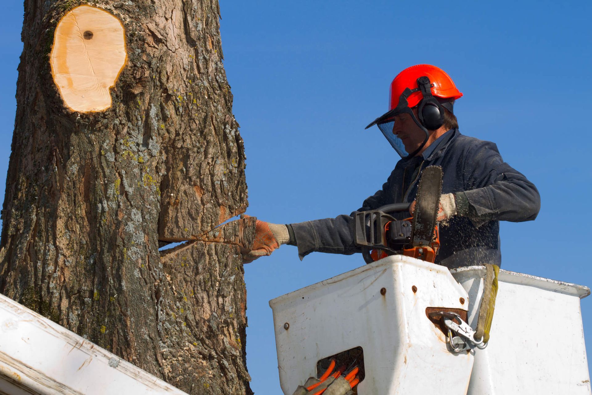 SYS Enterprises arborists in Charlestown, IN use safe methods and tools for tree removal.