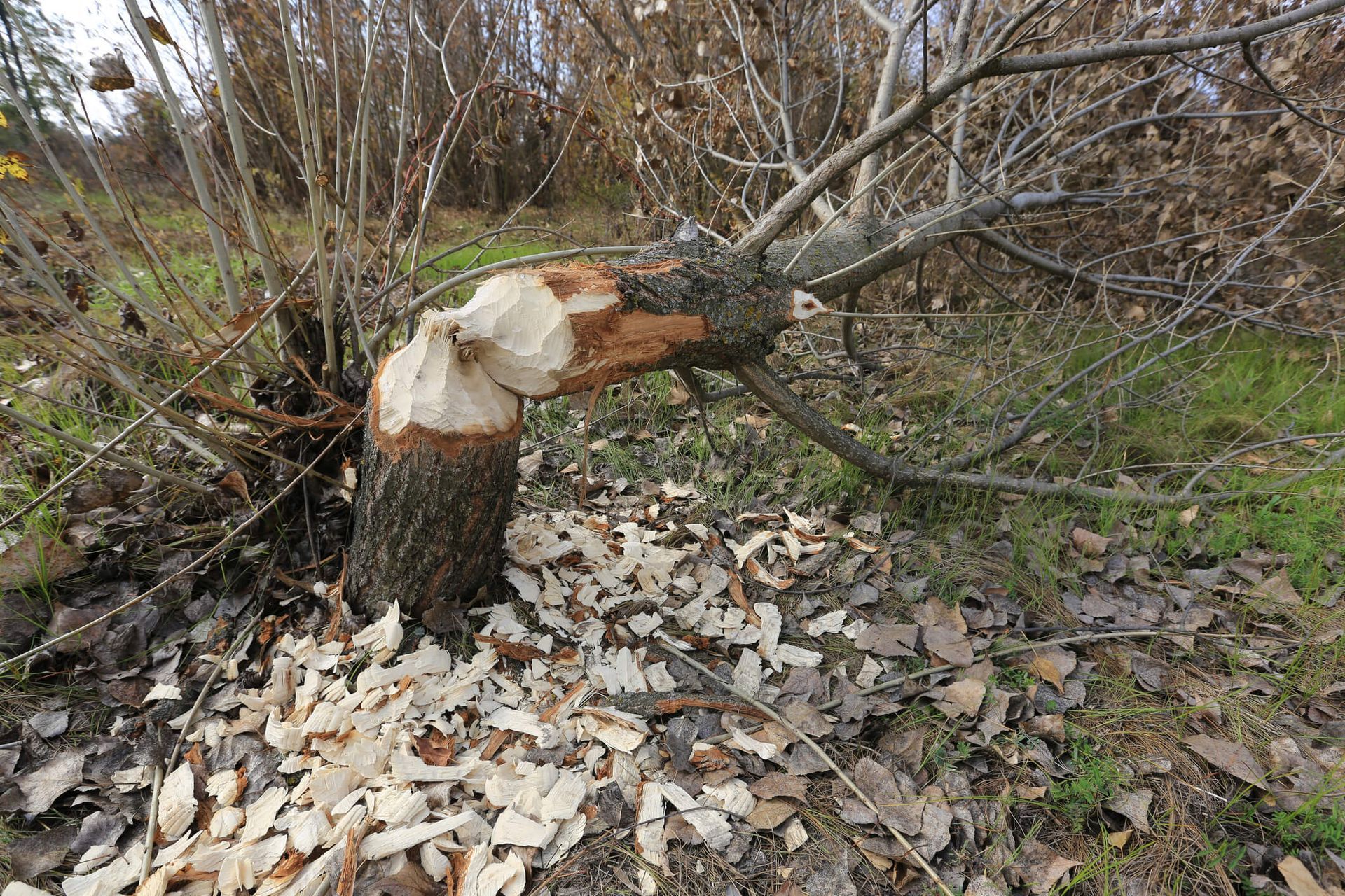 SYS Enterprises identifying warning signs for emergency tree removal in Charlestown, Indiana.