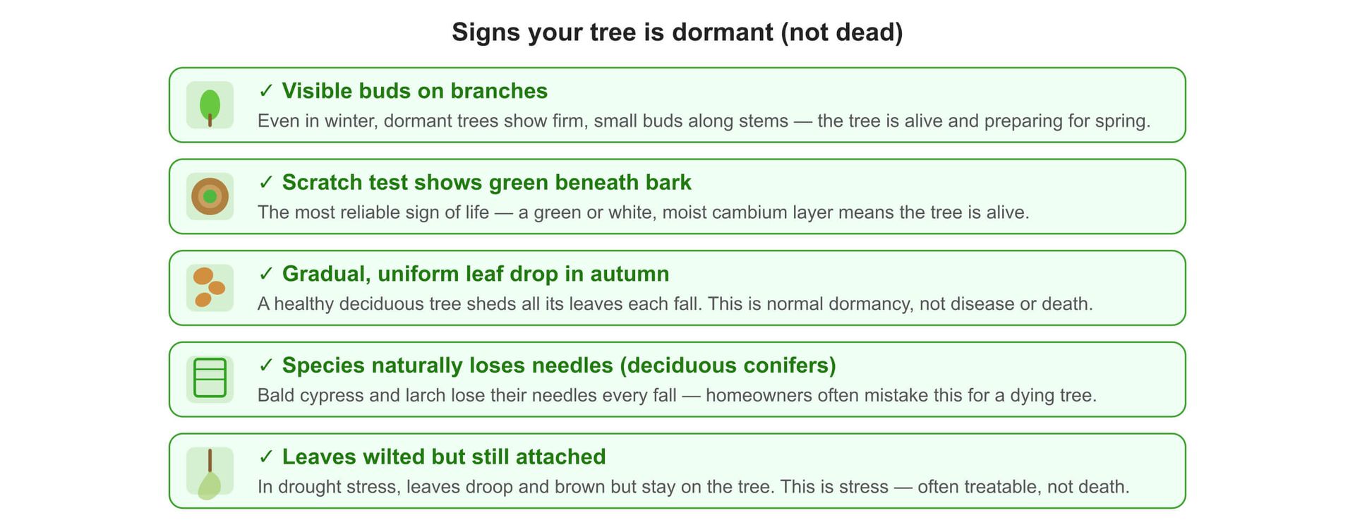 How to Tell If a Tree Is Dead or Just Dormant | SYS Enterprises