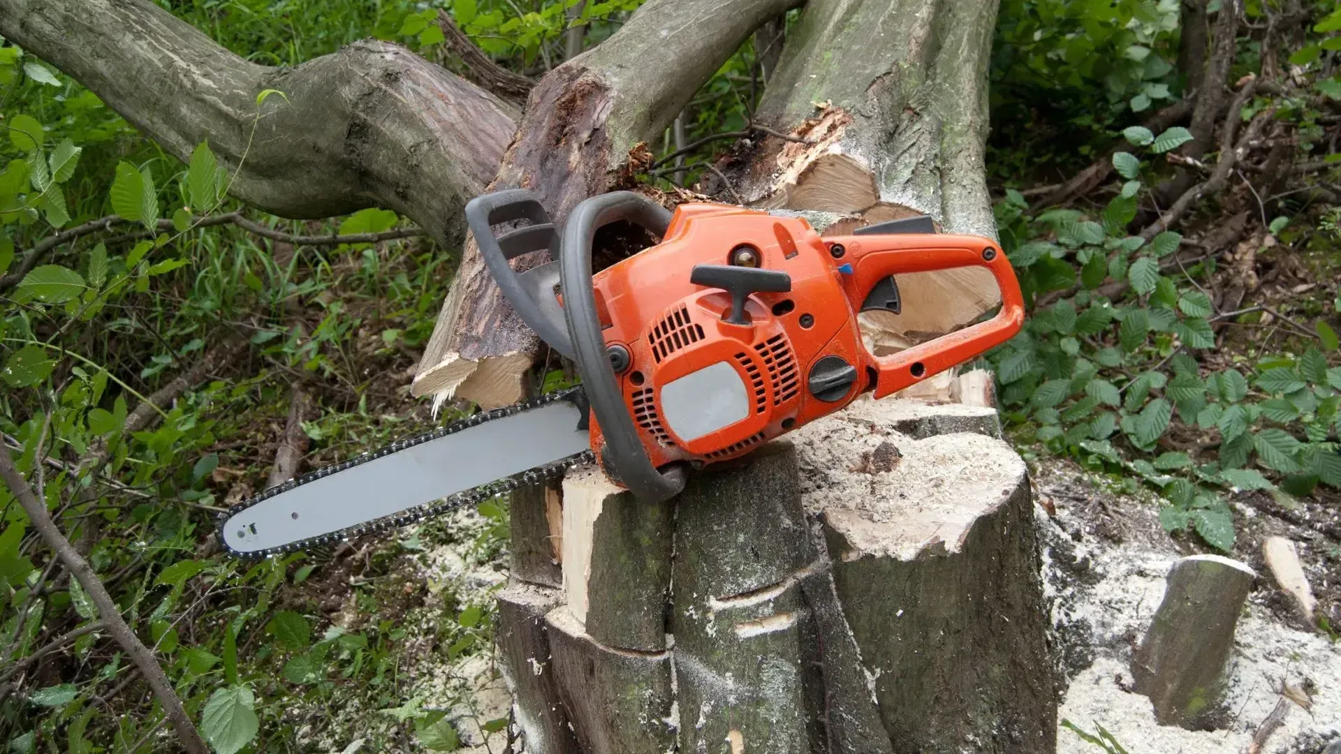 How to Remove a Tree Stump