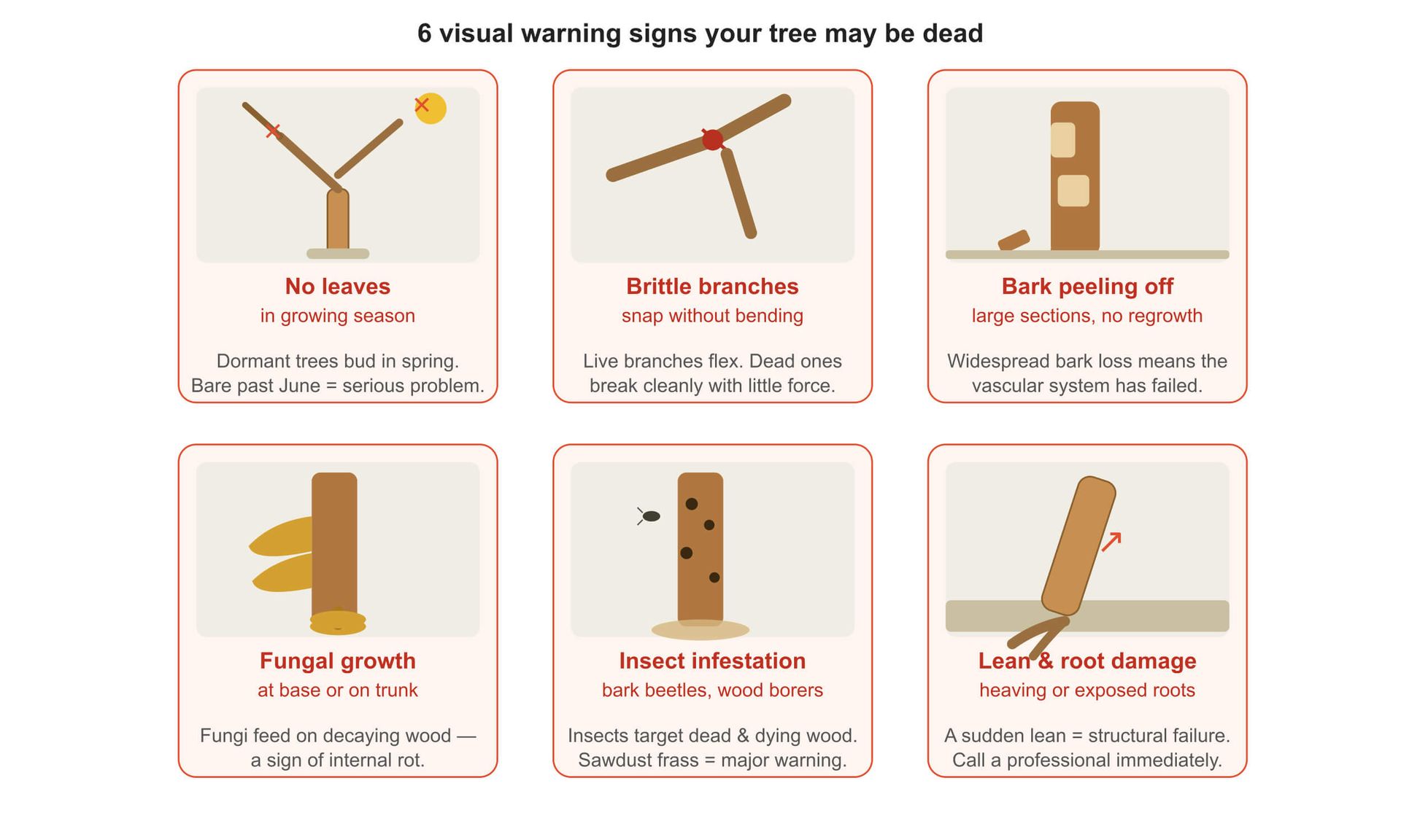 How to Tell If a Tree Is Dead or Just Dormant | SYS Enterprises