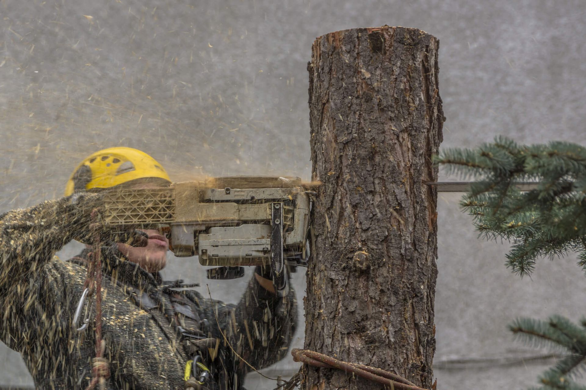 Detailed view of a hollow tree trunk being safely dismantled by SYS Enterprises arborists in a Charlestown Indiana backyard to eliminate safety risks.
