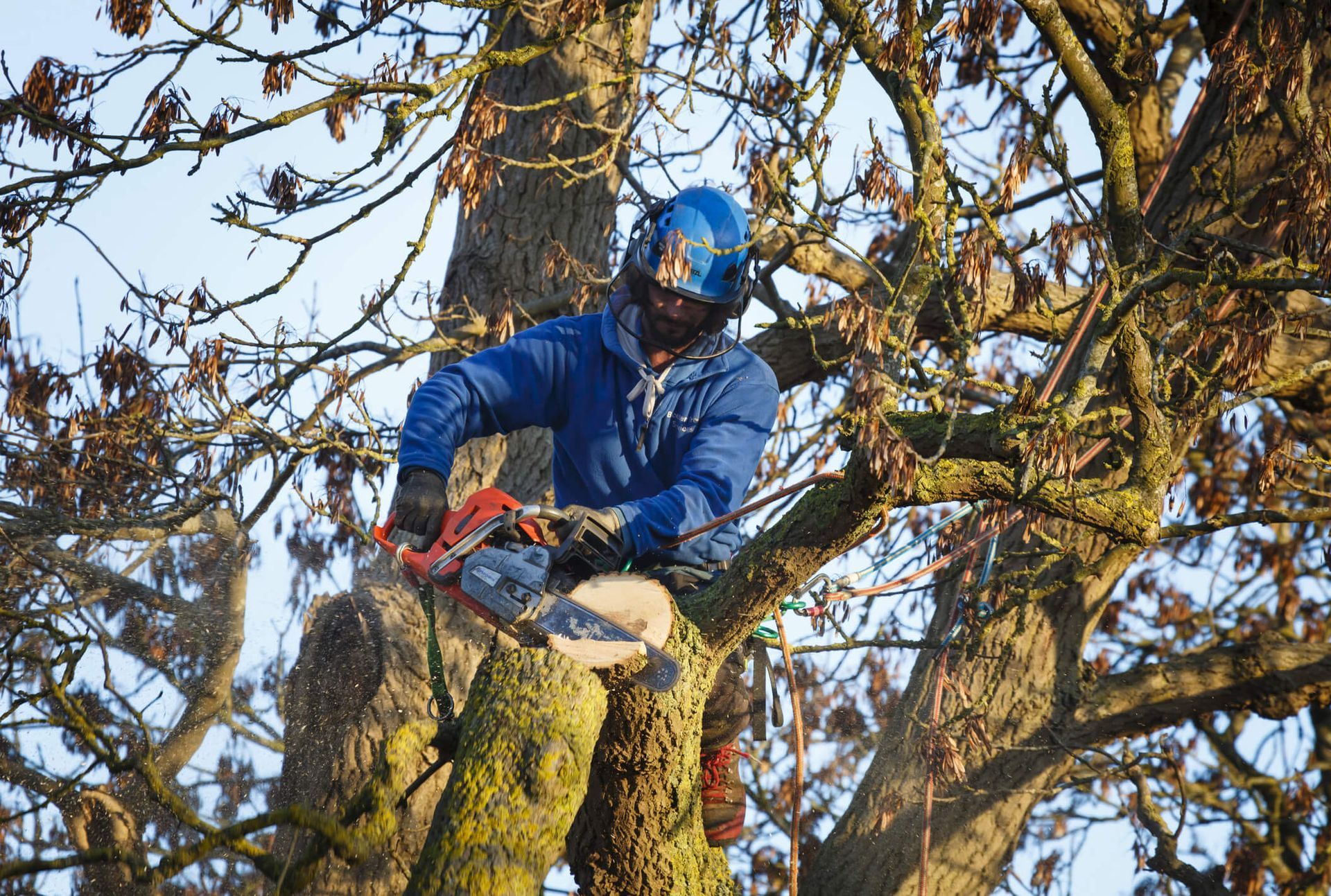 Tree Removal Safety