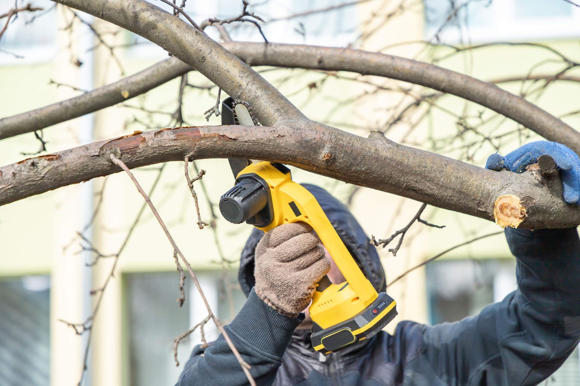 SYS Enterprises showing how to prune a peach tree in Charlestown, Indiana, with close-up of branch cutting for improved tree health and structure.