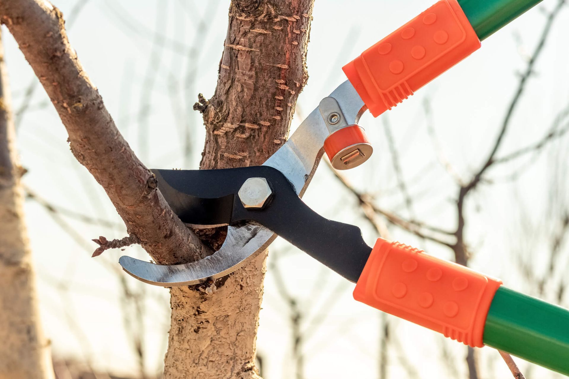 An arborist performing pruning cuts on a young ornamental tree showing correct techniques for strong healthy growth with SYS Enterprises in Charlestown, IN