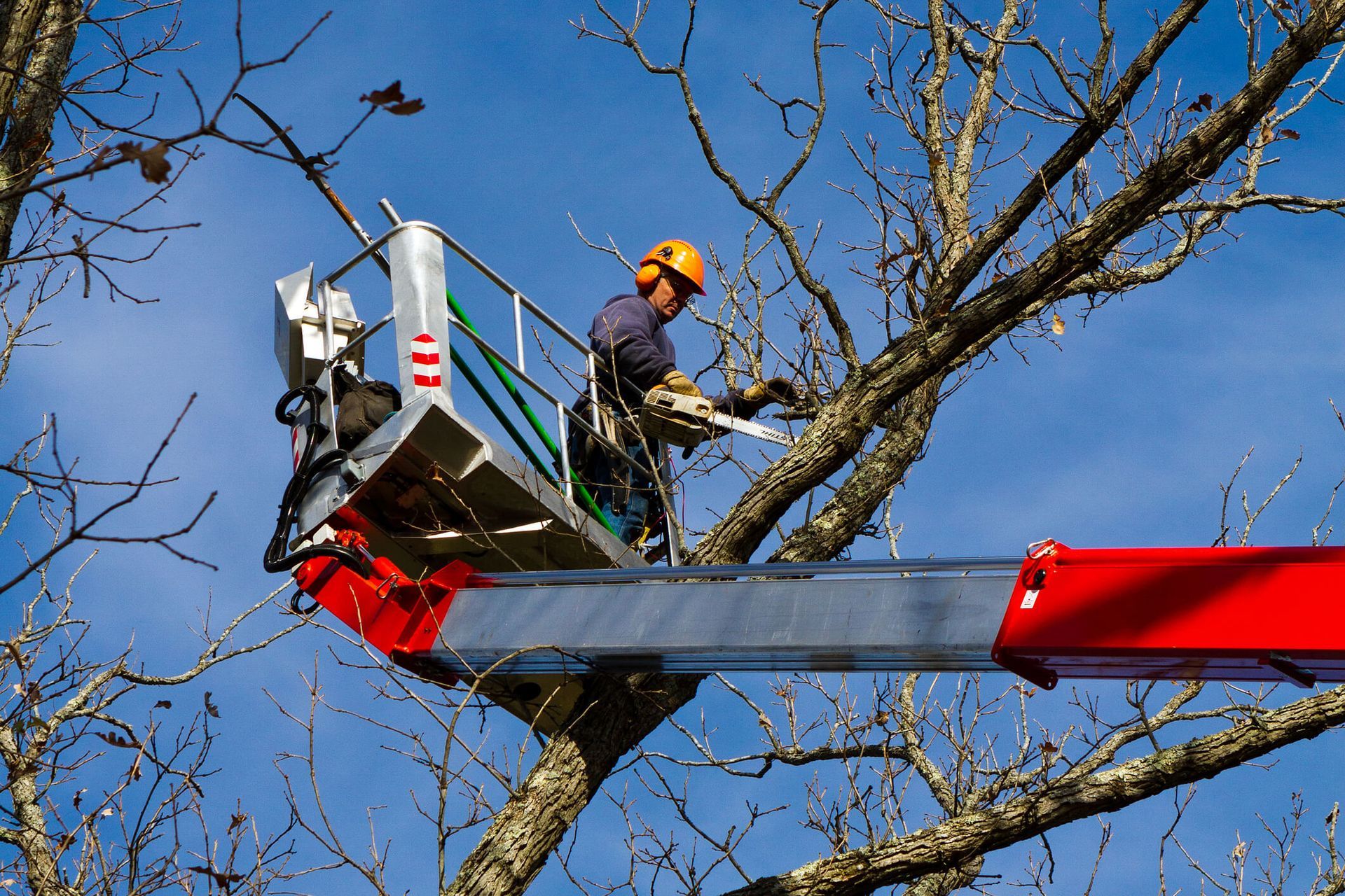 SYS Enterprises inspecting a tree in Charlestown, Indiana, for signs of instability or disease, such as dead branches or root damage, that may require removal.