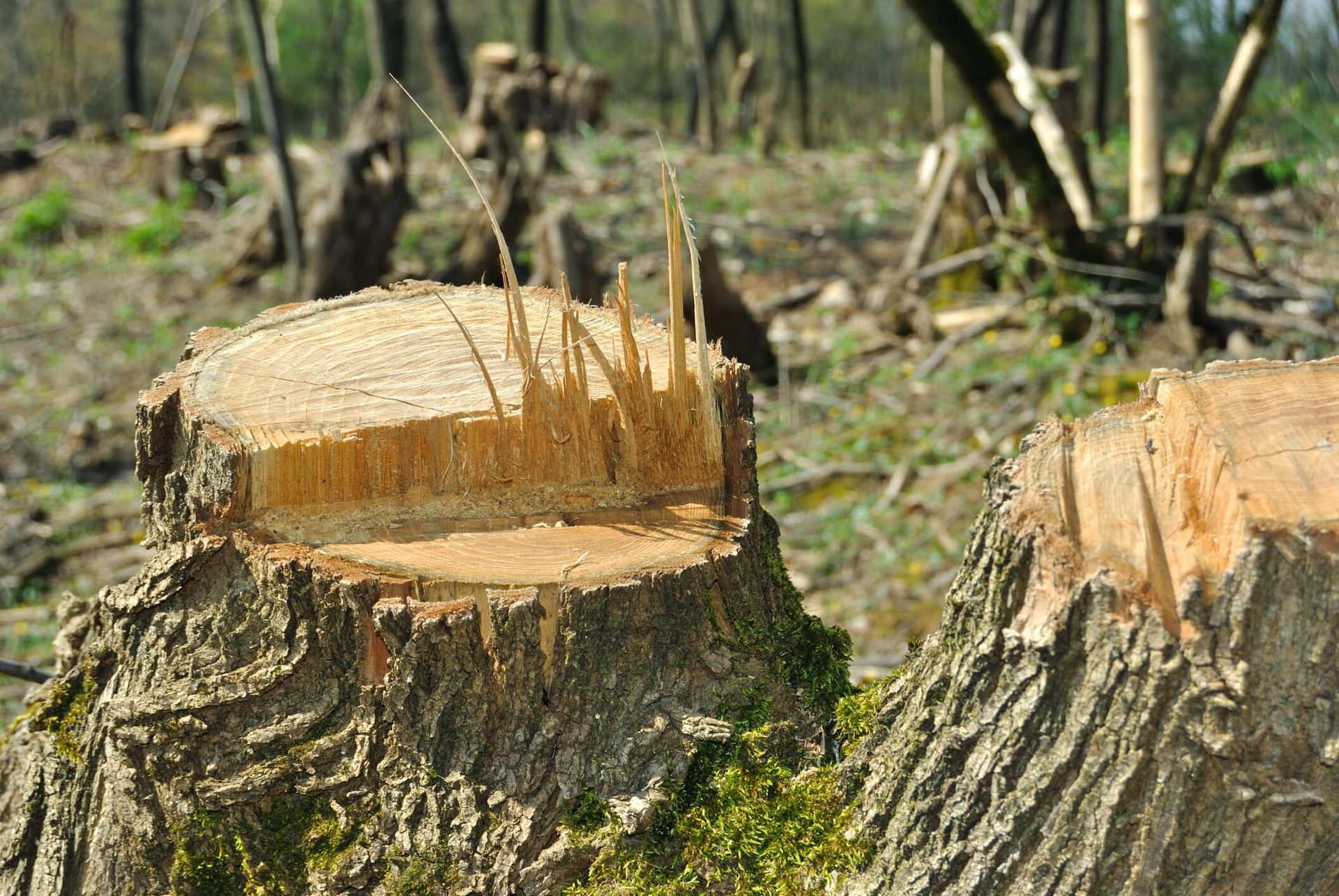 SYS Enterprises demonstrating tree care services in Charlestown, Indiana, such as trimming, stump grinding, and tree removal to improve overall tree condition.