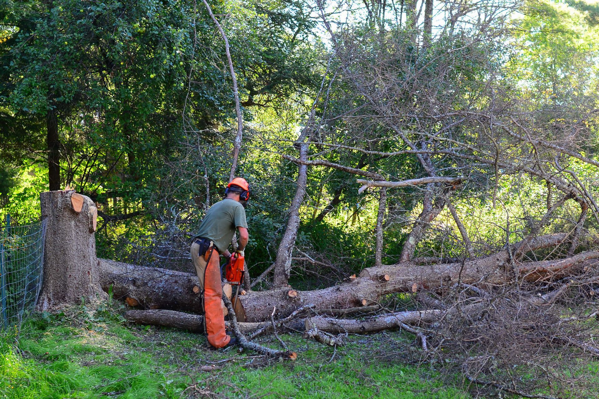 SYS Enterprises evaluating a tree in Charlestown, Indiana, for removal due to structural instability, pest infestation, or proximity to buildings and power lines.