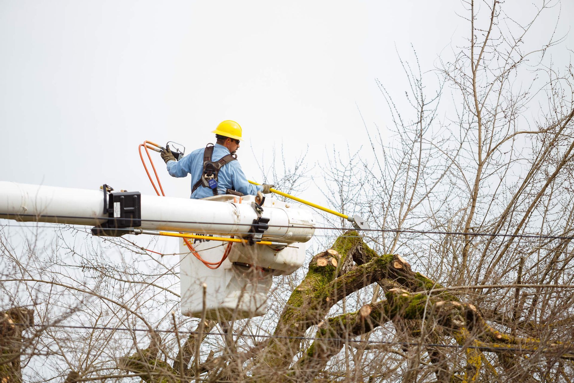 SYS Enterprises team performing both tree trimming and pruning in Charlestown, Indiana, showing how trimming focuses on shaping while pruning targets health and growth.