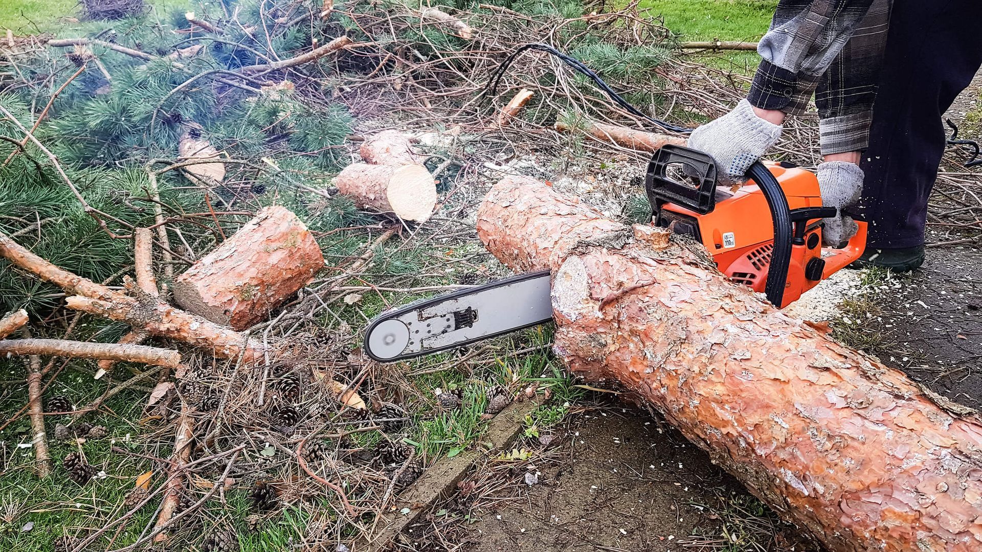 What to Do After Tree Removal