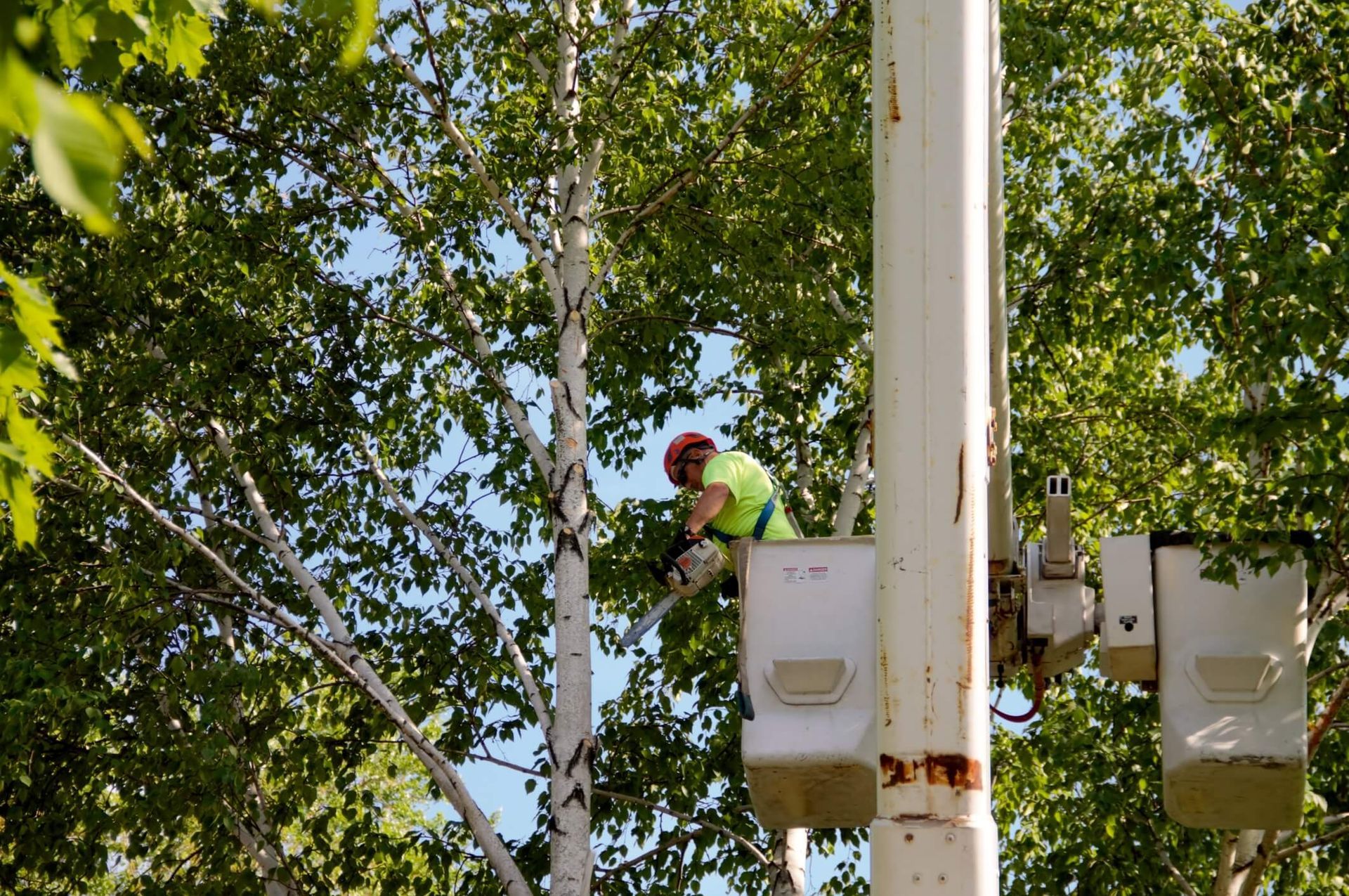 What to Do After a Tree Is Removed