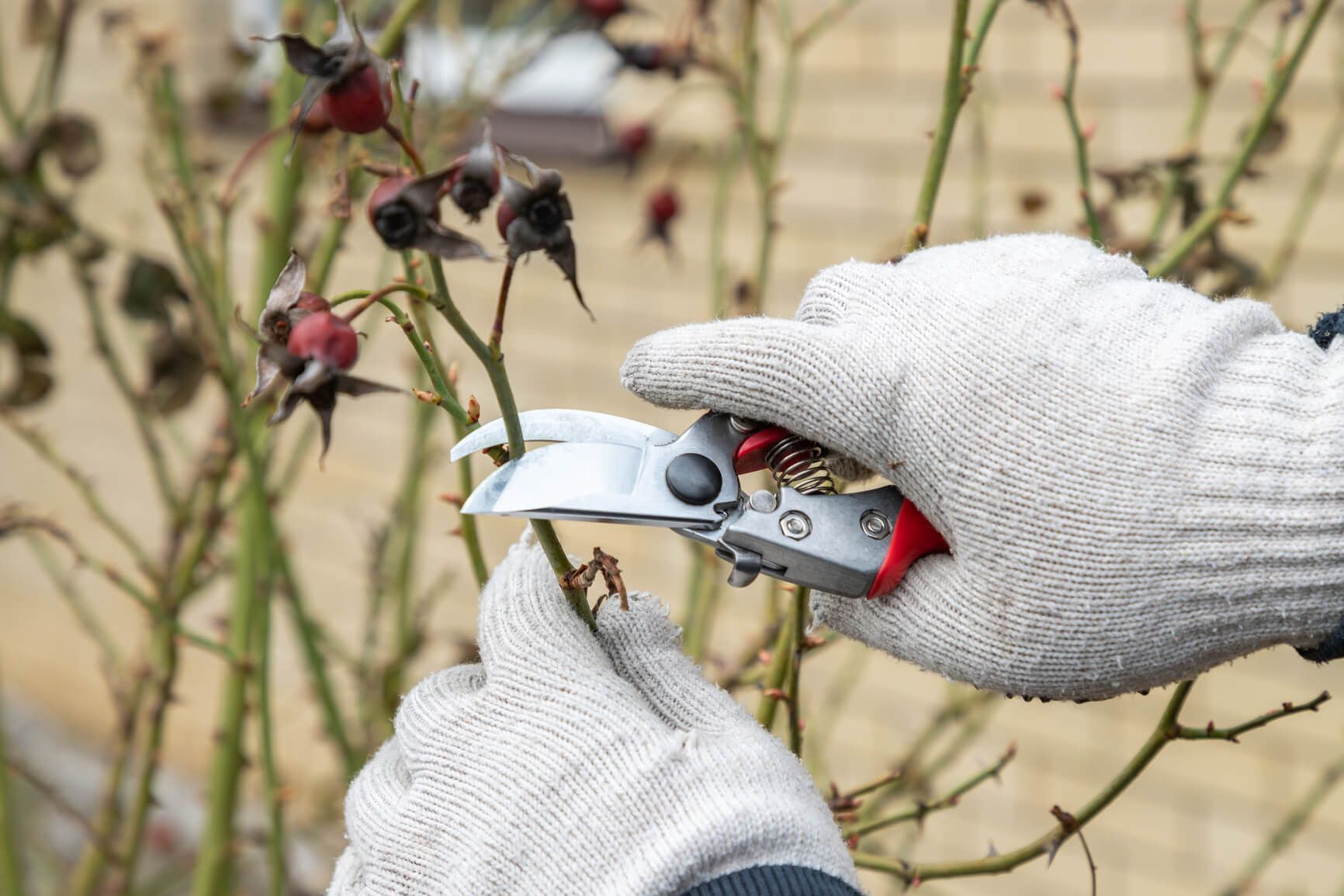 SYS Enterprises offering guidance on the ideal seasons for tree pruning in Charlestown, Indiana.