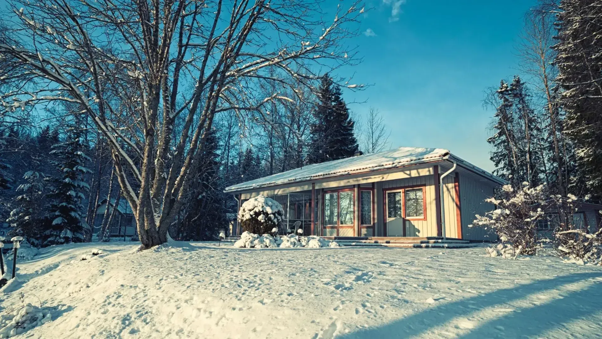 Winter Tree Care Tips Every Homeowner Needs to Know