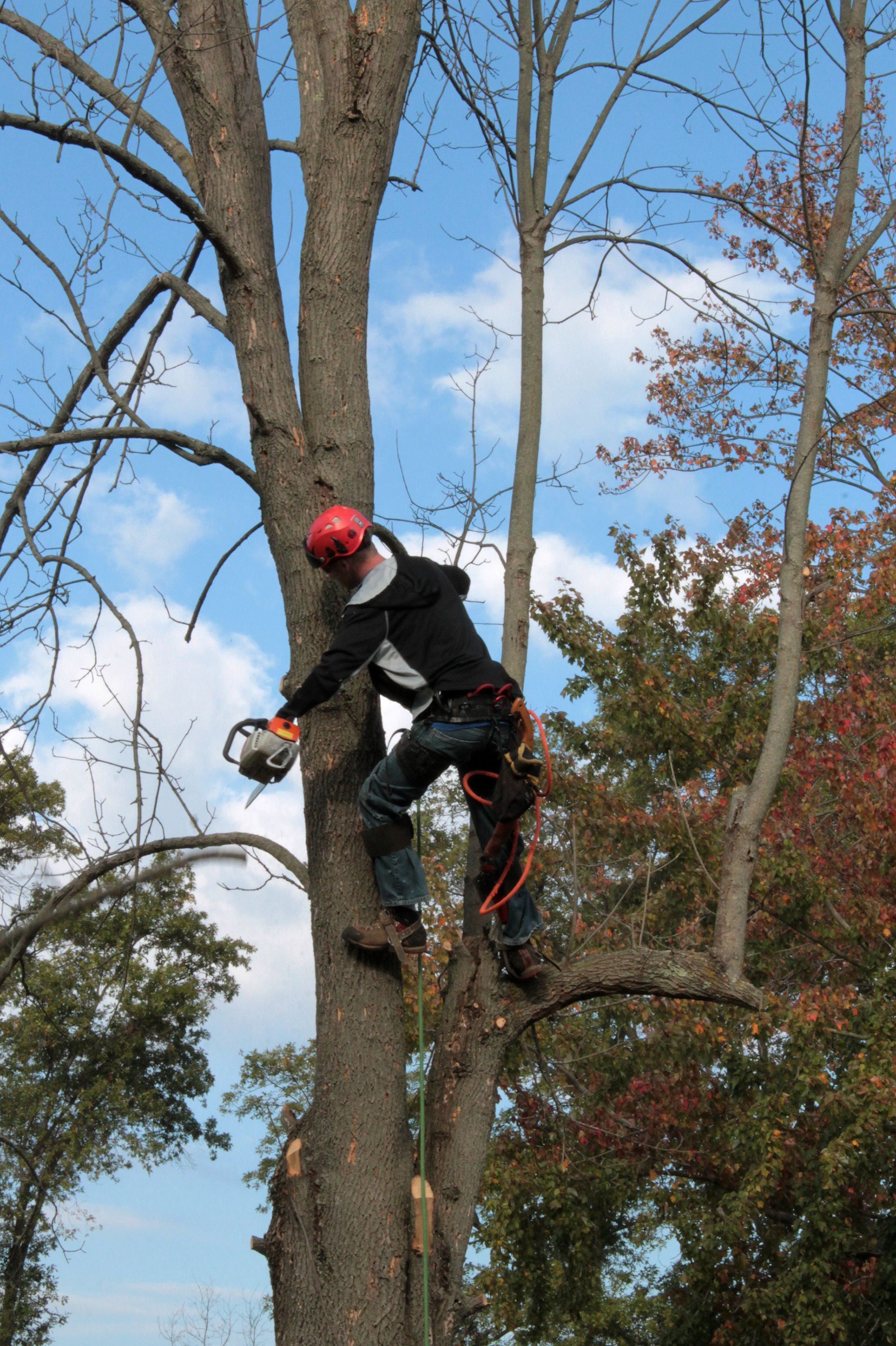 Tree removal service provided by SYS Enterprises in Charlestown, Indiana, showing a team safely removing a large tree near a residential property.