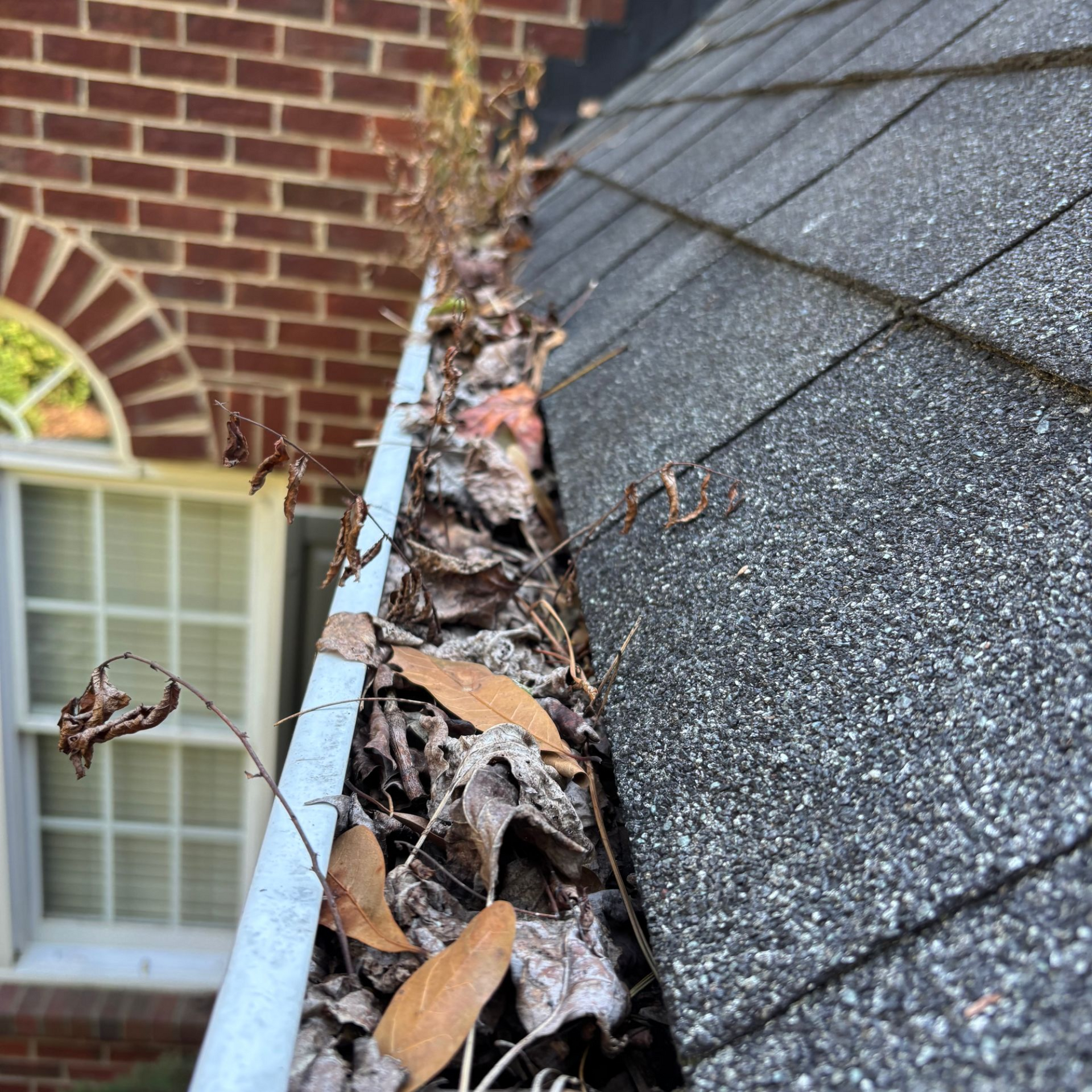 Gutter filled with leaves and debris next to a roof and brick wall.