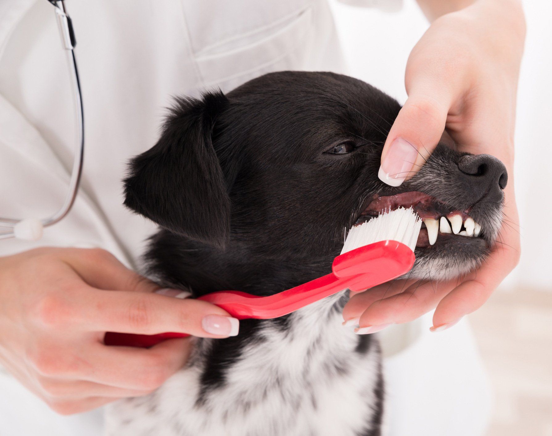 Dog on Dental Cleaning — Evans, GA — Blanchard Woods Animal Hospital