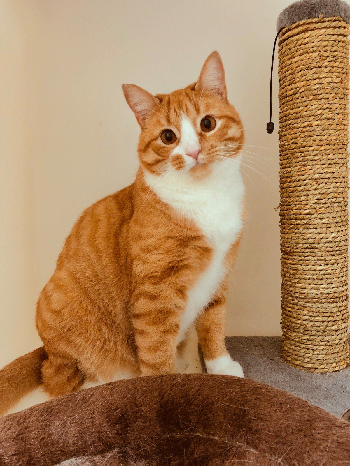 Vet Online Store Evans, GA Blanchard Woods Animal Hospital