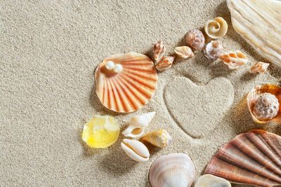 Sea Shells on the Sand — Jupiter, FL — Michael L. O'Hara Jr., Psy.D