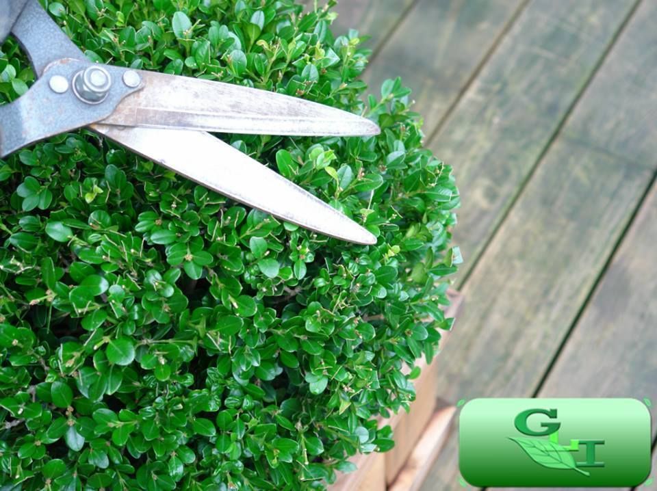A pair of scissors is cutting a bush on a wooden deck.