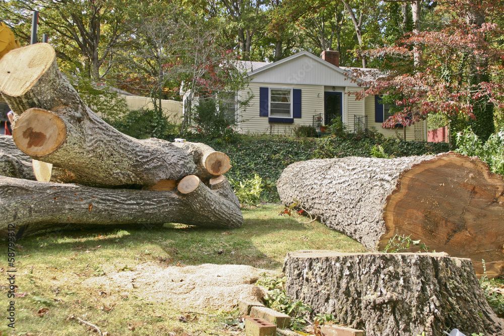 Tree Removal in Chicago