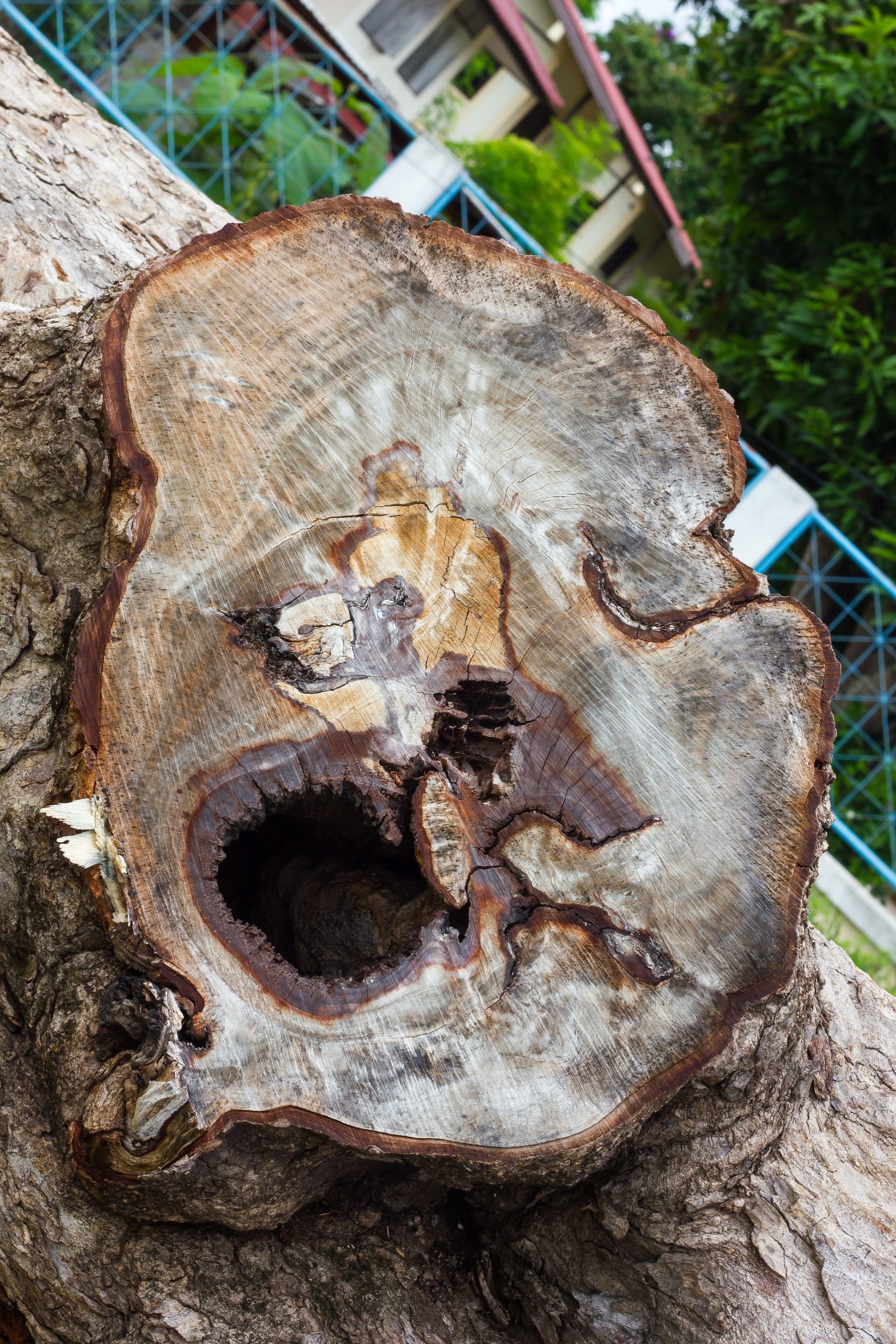 Kill a Tree Stump