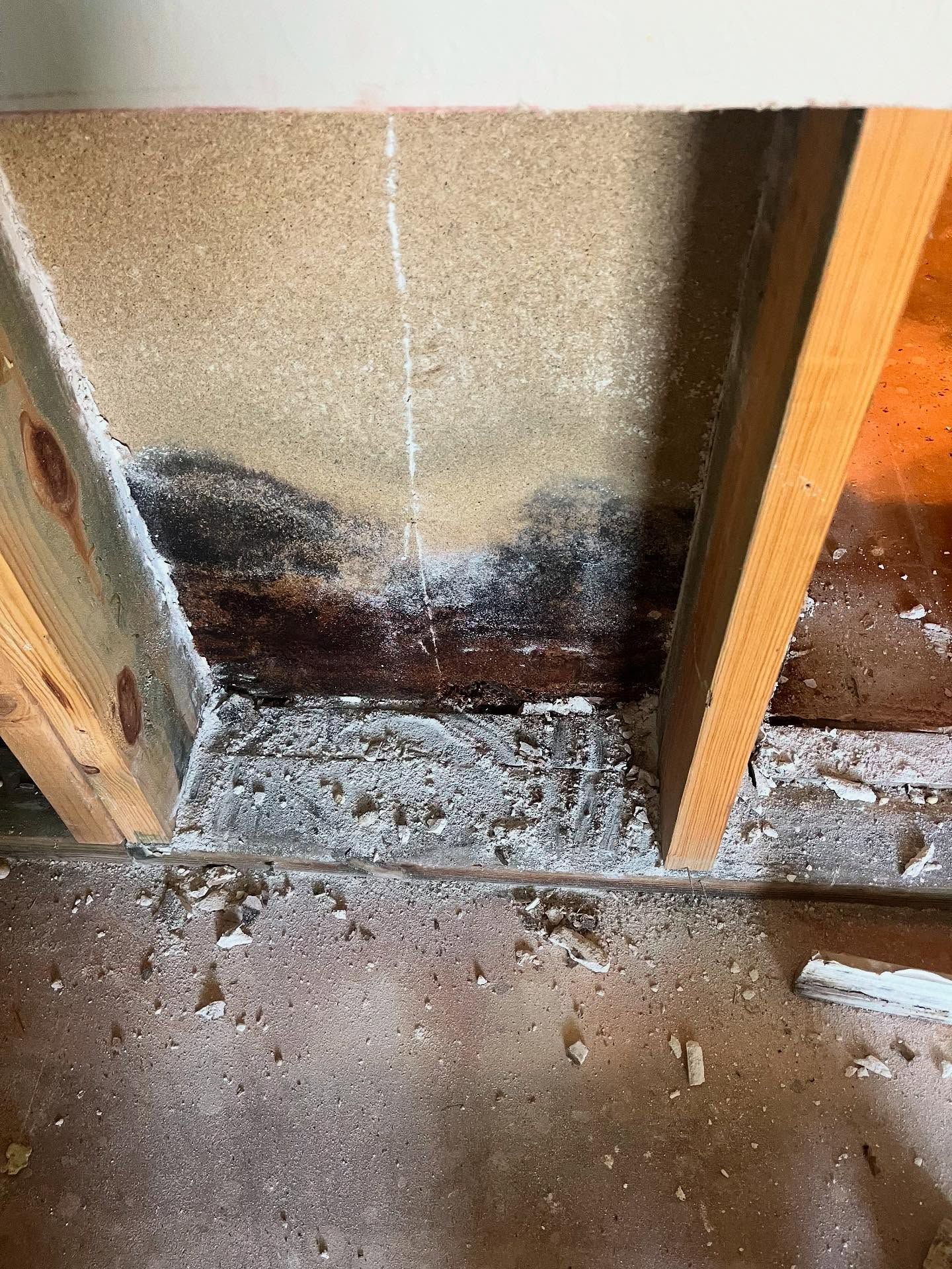 Mold growth in wall cavity, with visible black and white fungi on wood and insulation.