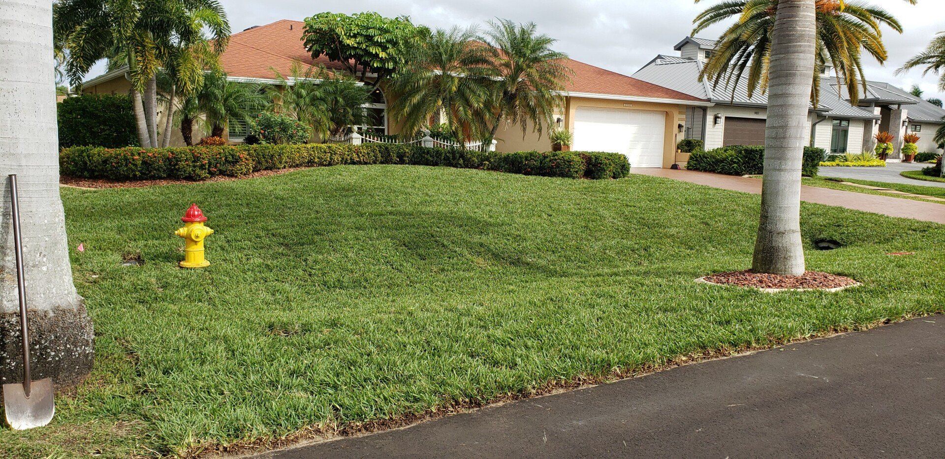 A well-manicured lawn with a fire hydrant in front of a house, and palm trees.